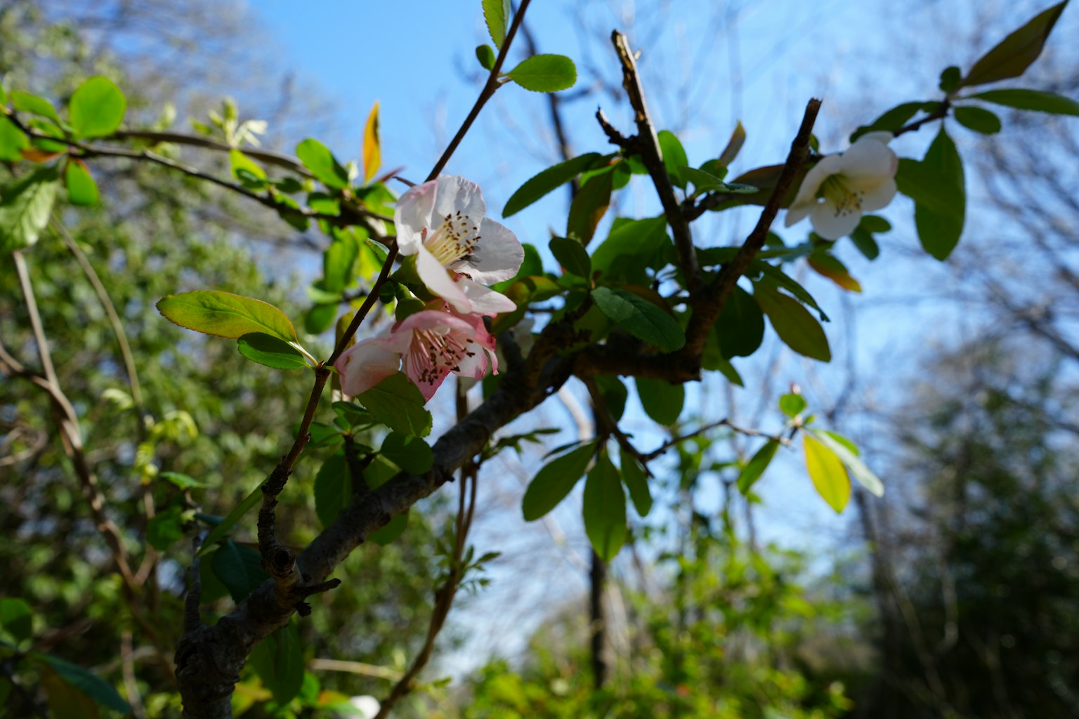 Zweig mit blassen Blumen und grünen Blättern unter einem blauen Himmel
