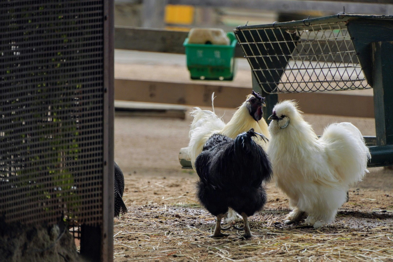 two small puppies cuddling inside an outdoor pen