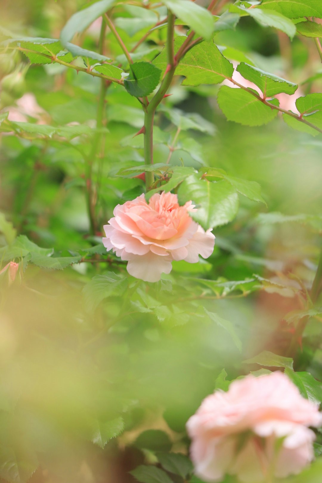 fleurs de rose rose pâle entourées de feuilles vertes
