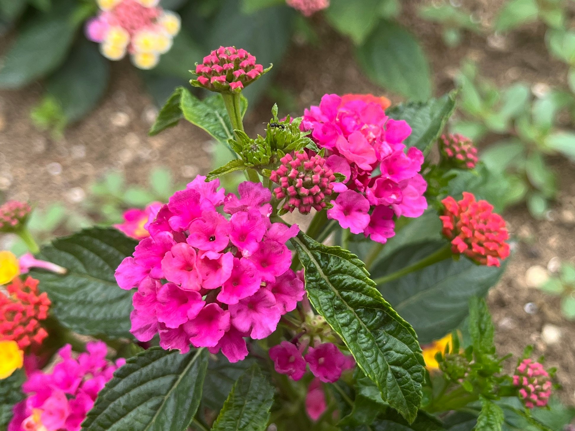 粉色花朵盛开的花坛