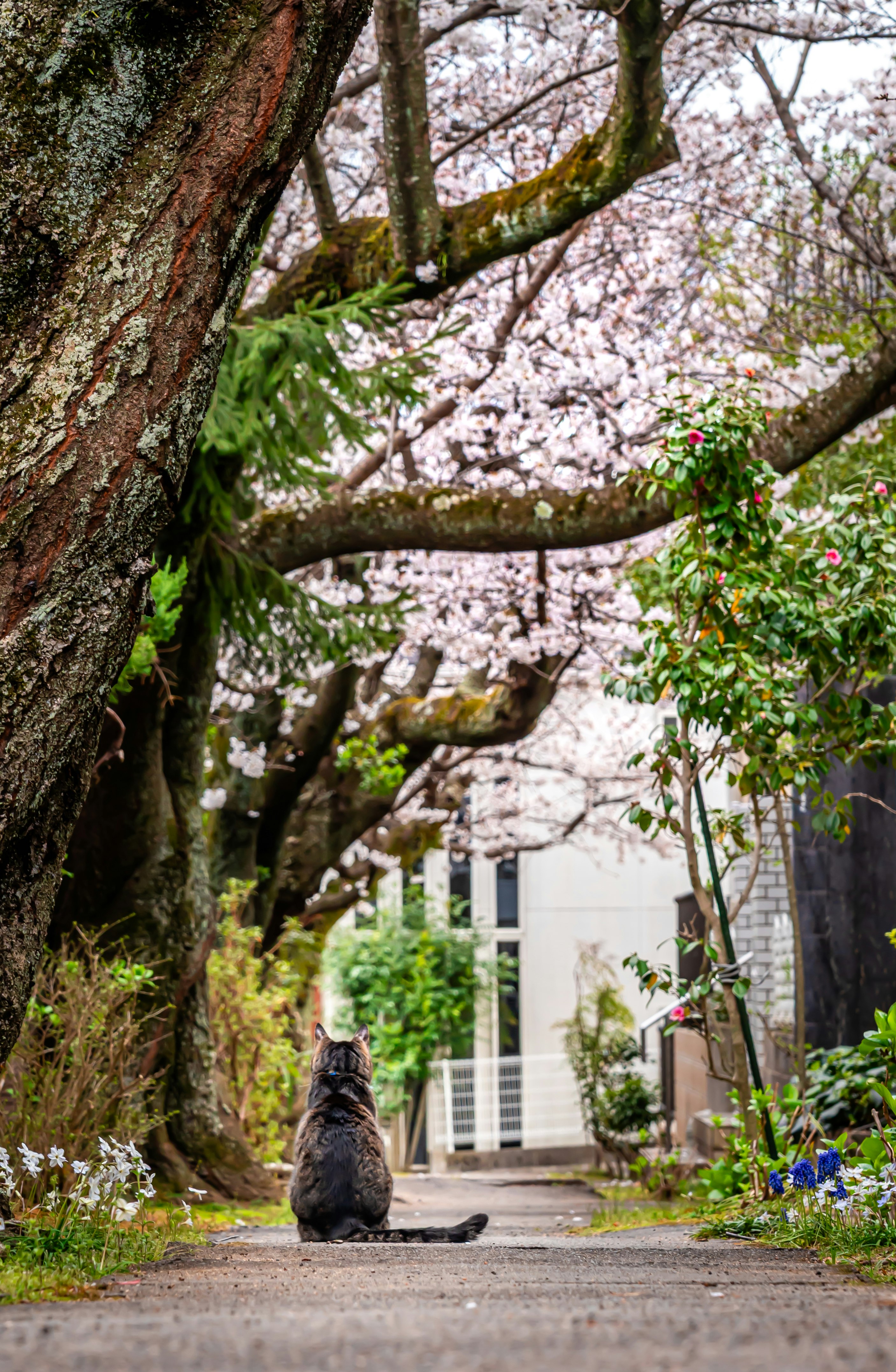 桜の並木と大きな木の根元、猫が歩く小道