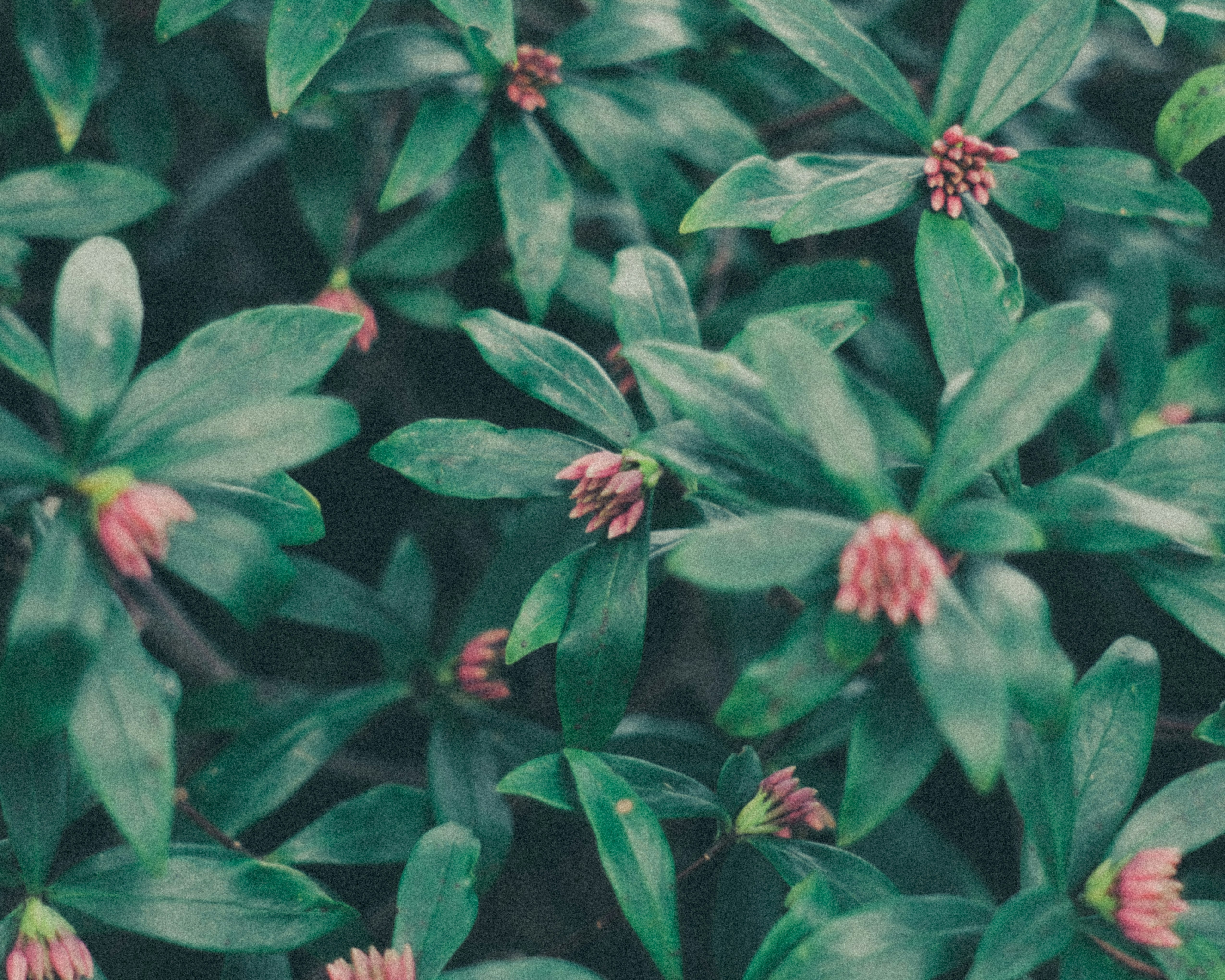 Nahaufnahme kleiner Blüten zwischen grünen Blättern