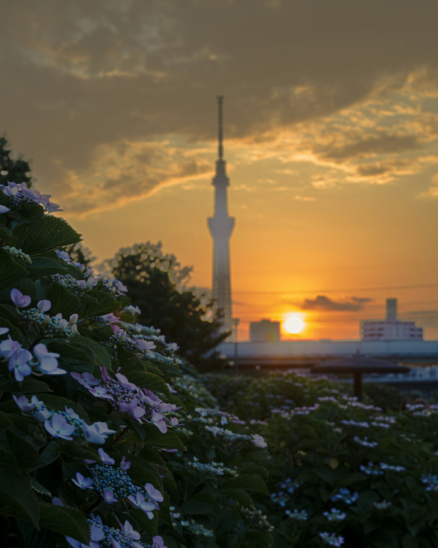 Una vista panoramica della Tokyo Skytree con ortensie in primo piano al tramonto