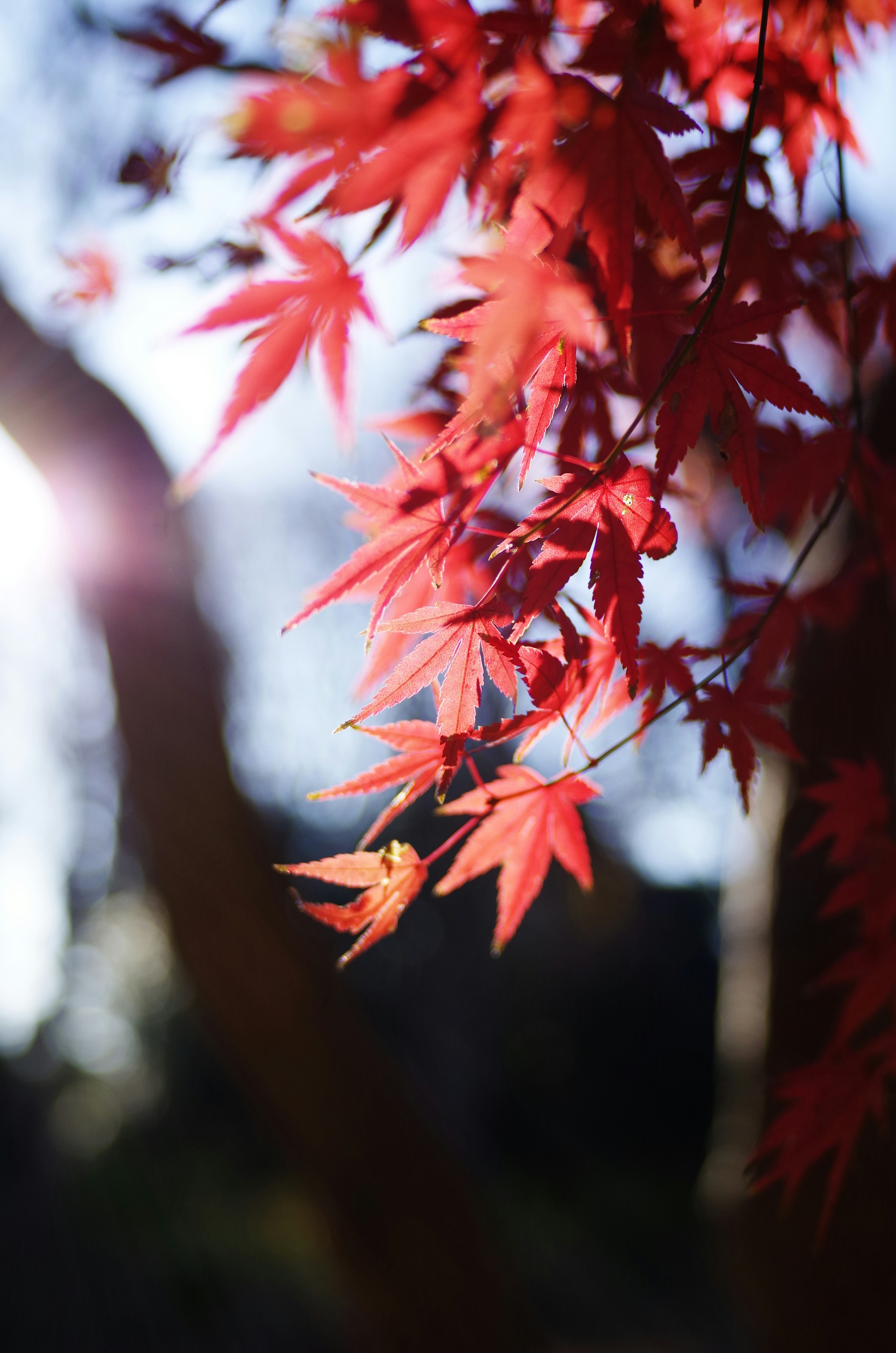 lá phong mùa thu với hiệu ứng bokeh nền mềm