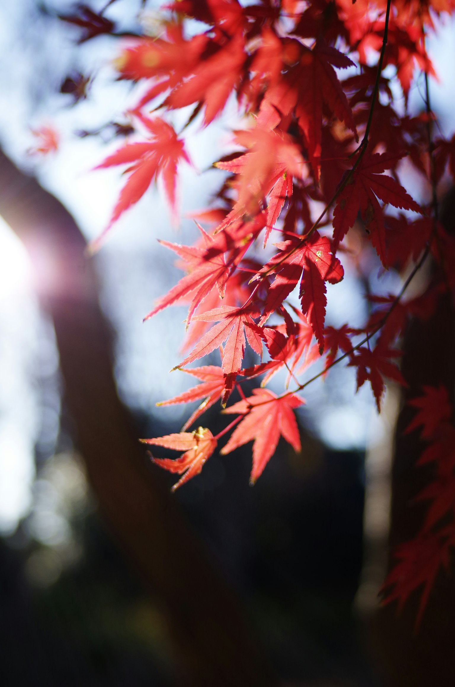 Foglie di acero rosse vibranti illuminate dalla luce del sole