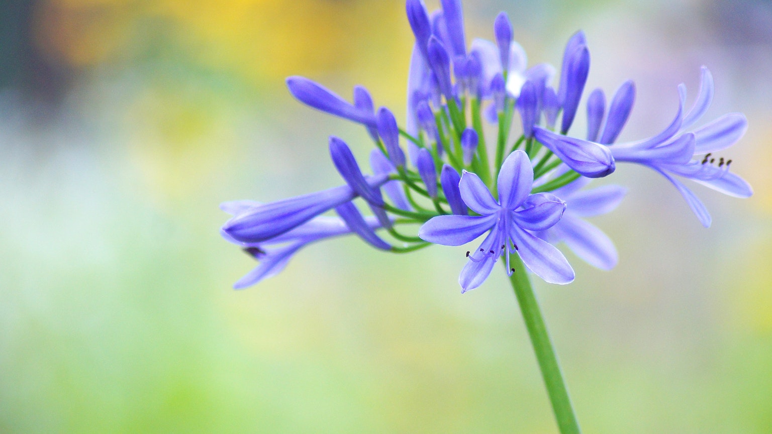 Eine lebendige blau-lila Blume mit verschwommenem Hintergrund