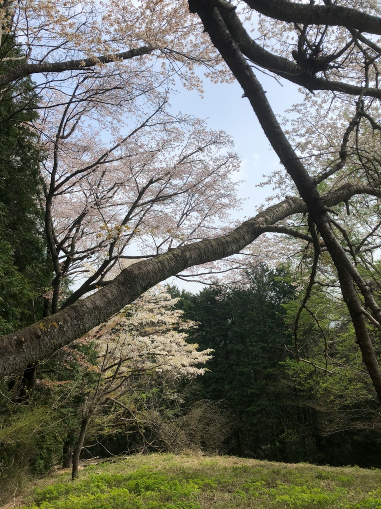 Cherry blossom trees with a green forest backdrop