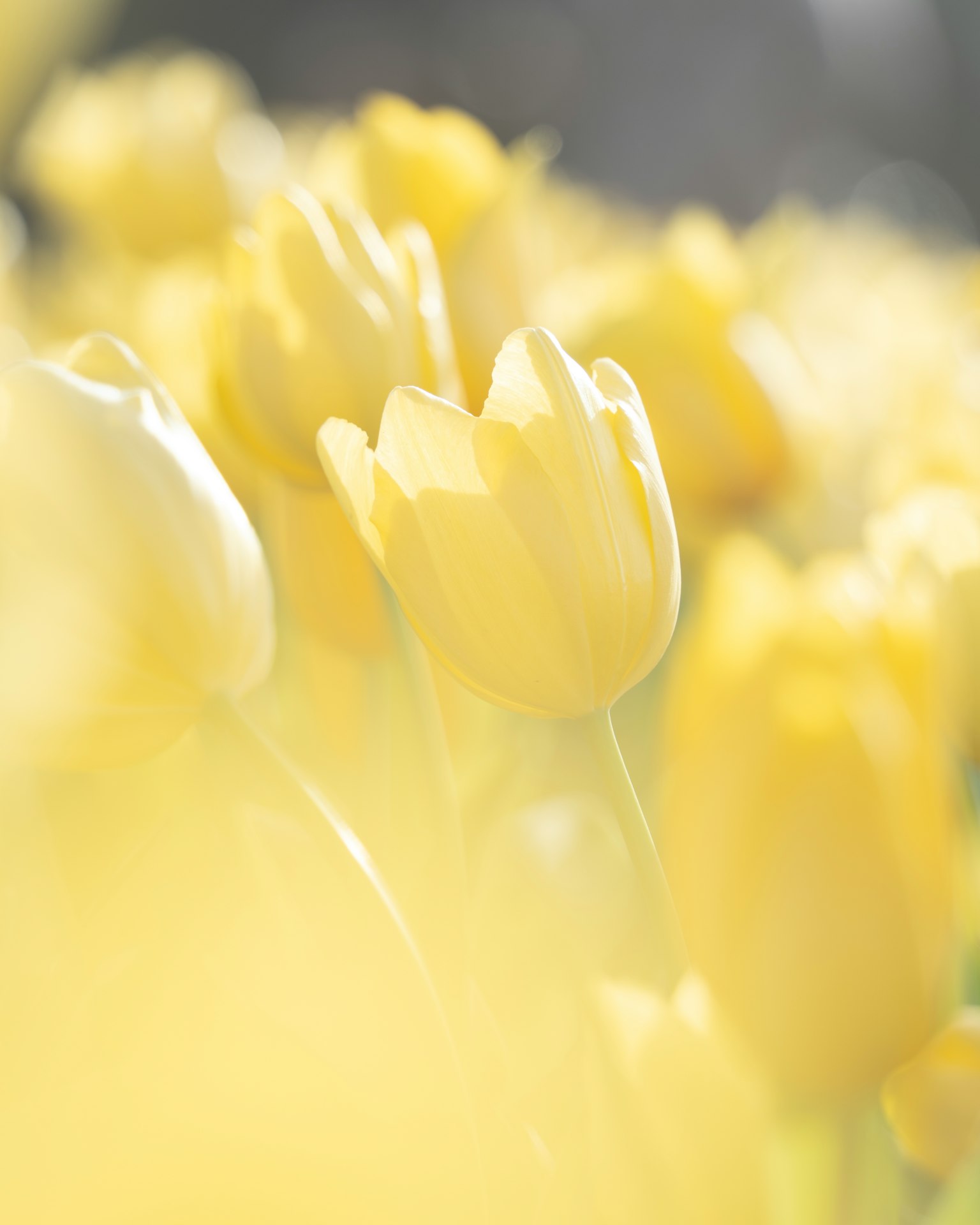 Immagine morbida di tulipani gialli in fiore in un giardino