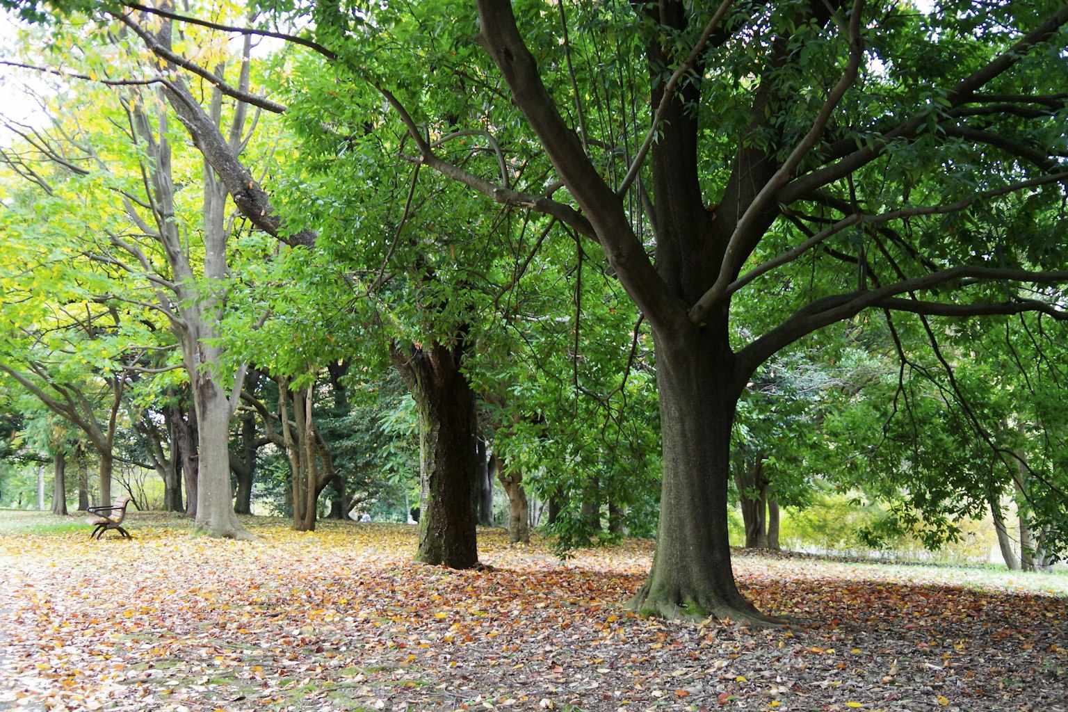 Des arbres verts luxuriants dans un parc paisible