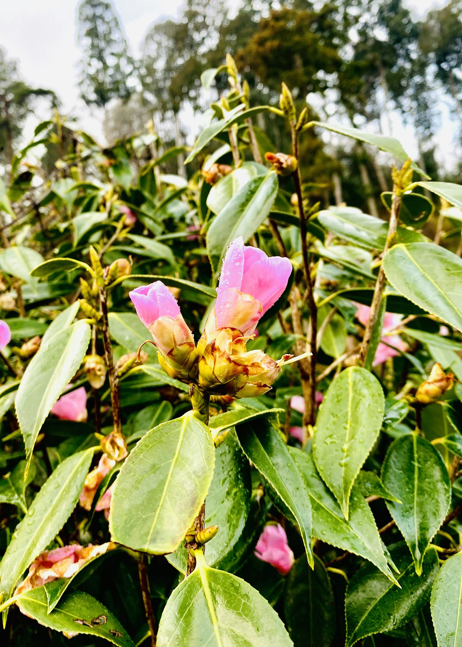 緑の葉に囲まれたピンクの花が咲いている植物のクローズアップ