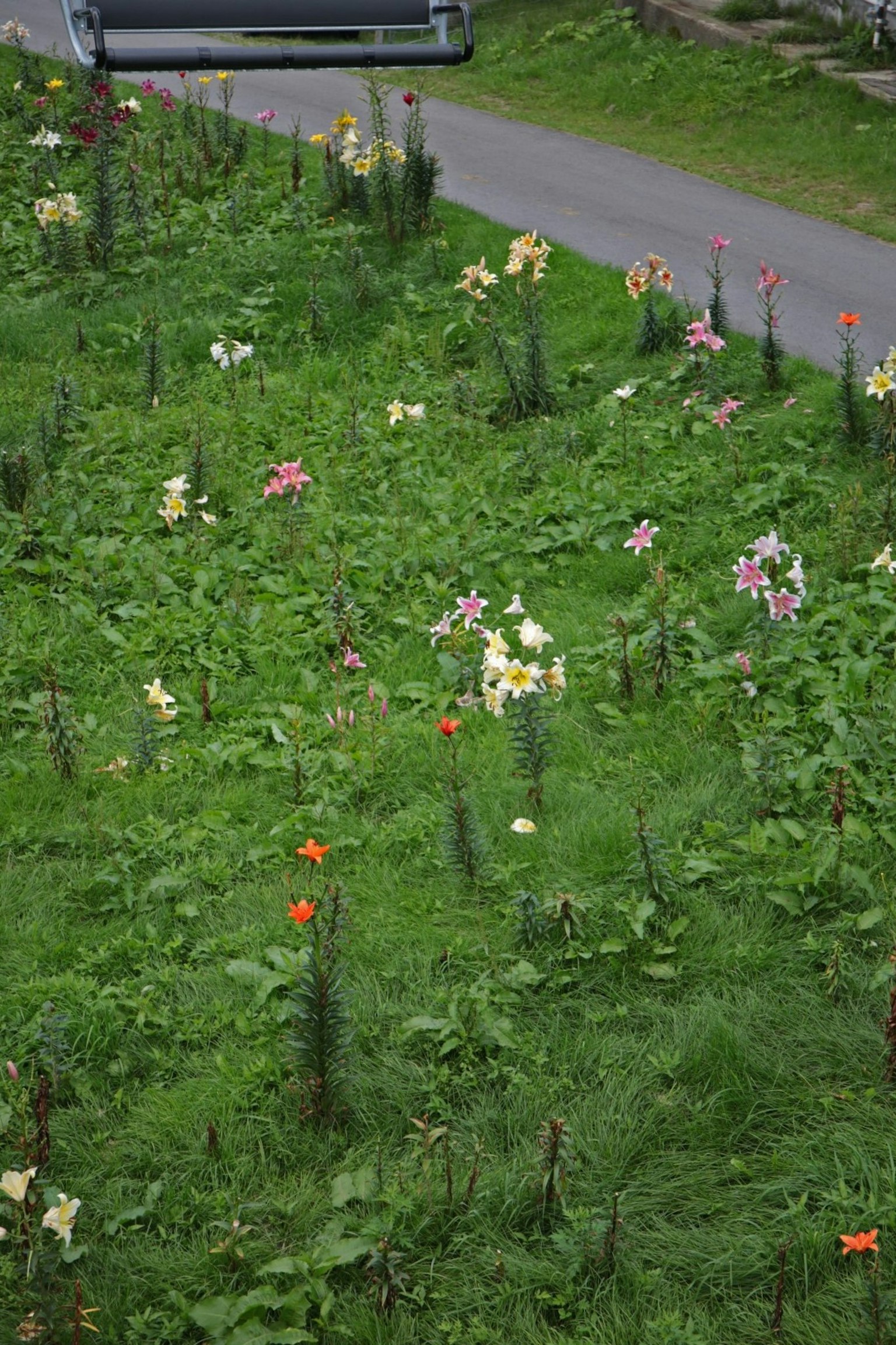 五彩缤纷的花朵散落在绿色草地上