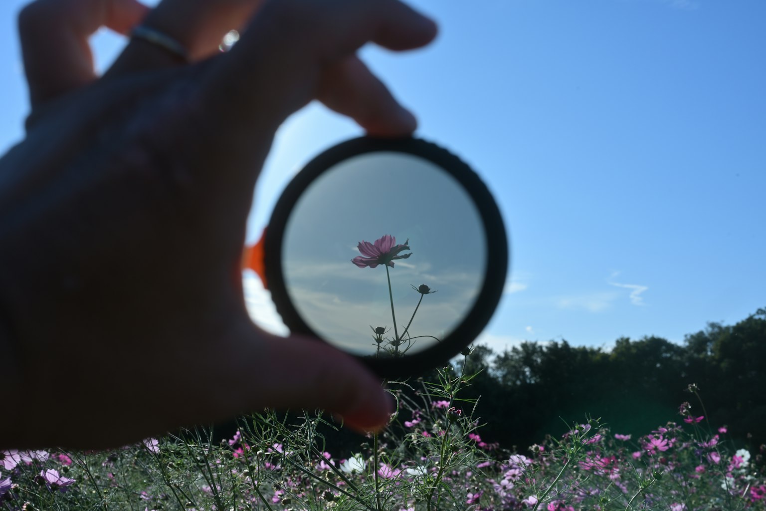 Mano sosteniendo una lente enmarcando flores contra un cielo azul
