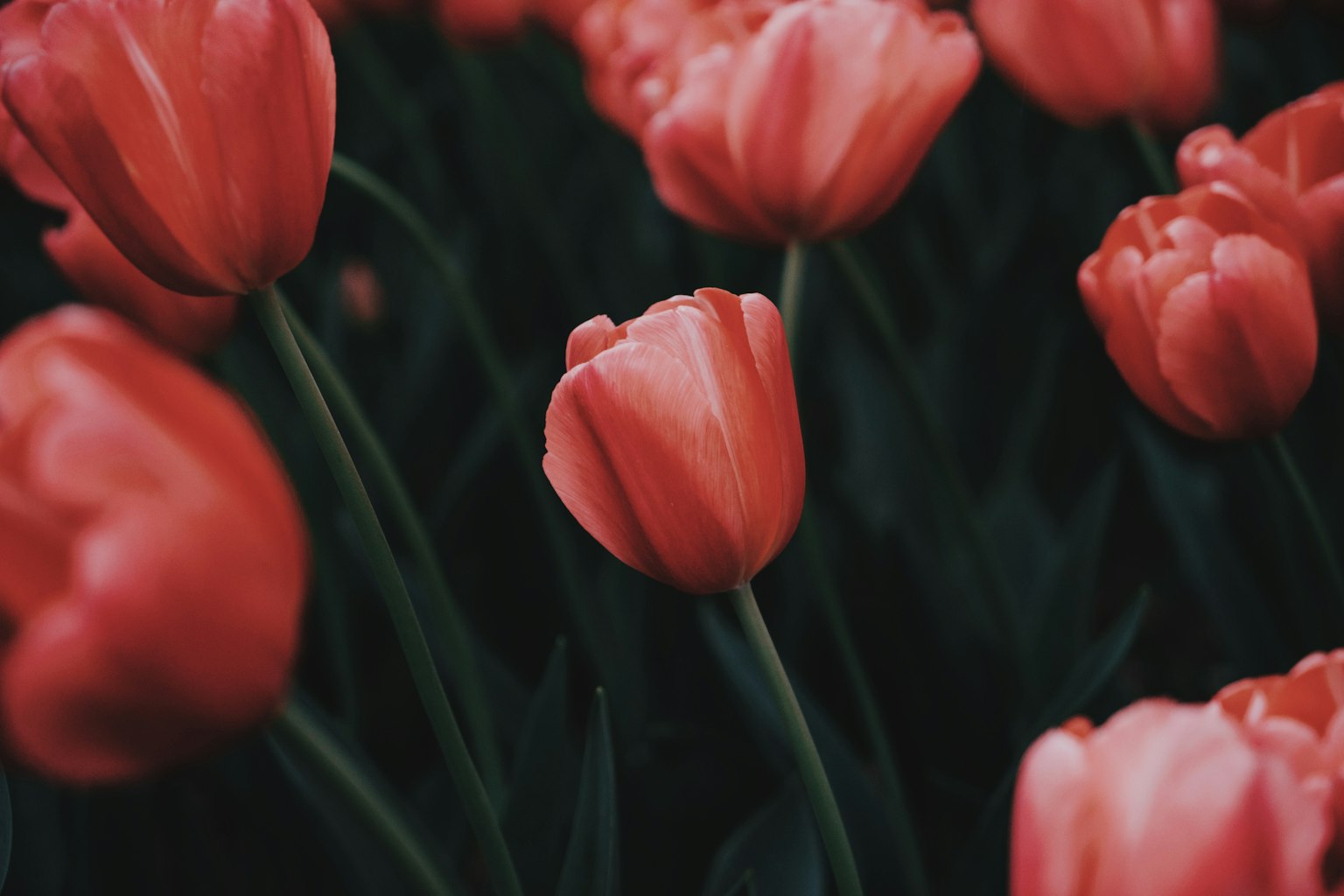 Primo piano di tulipani rosa vivaci in un campo di fiori