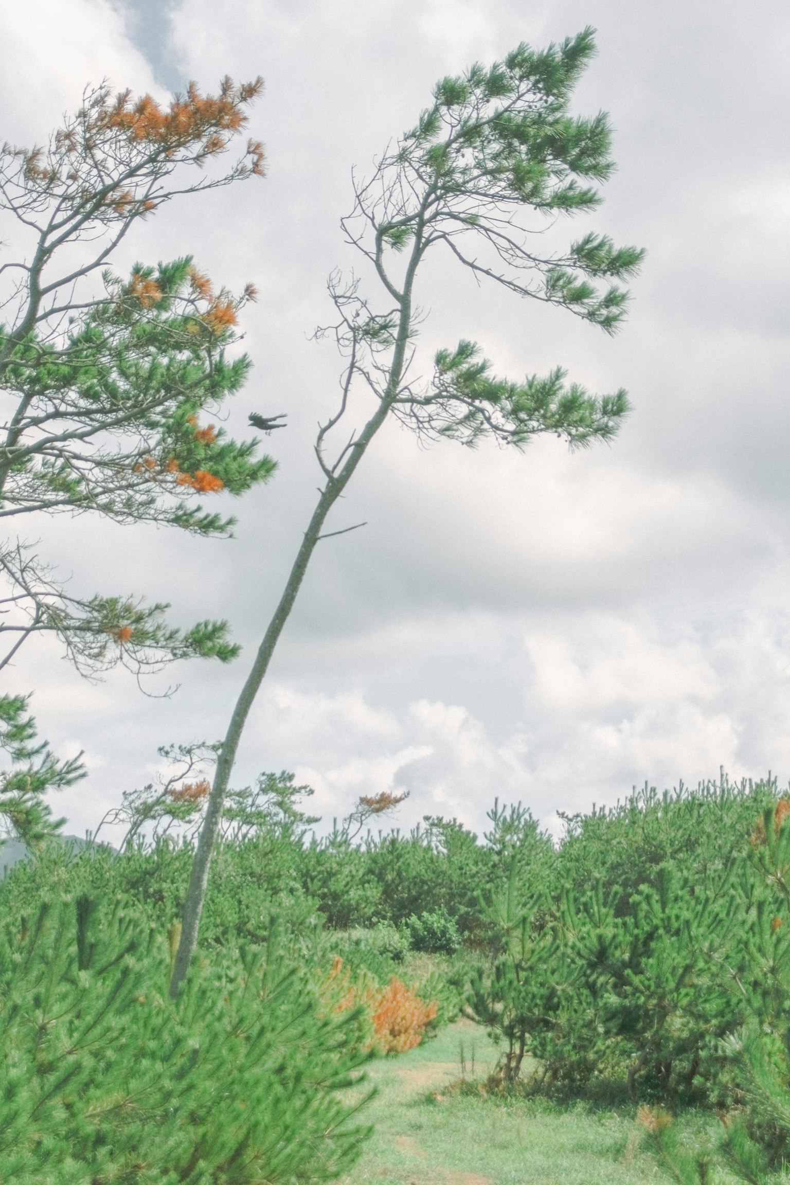 A leaning tree with green shrubs and cloudy sky