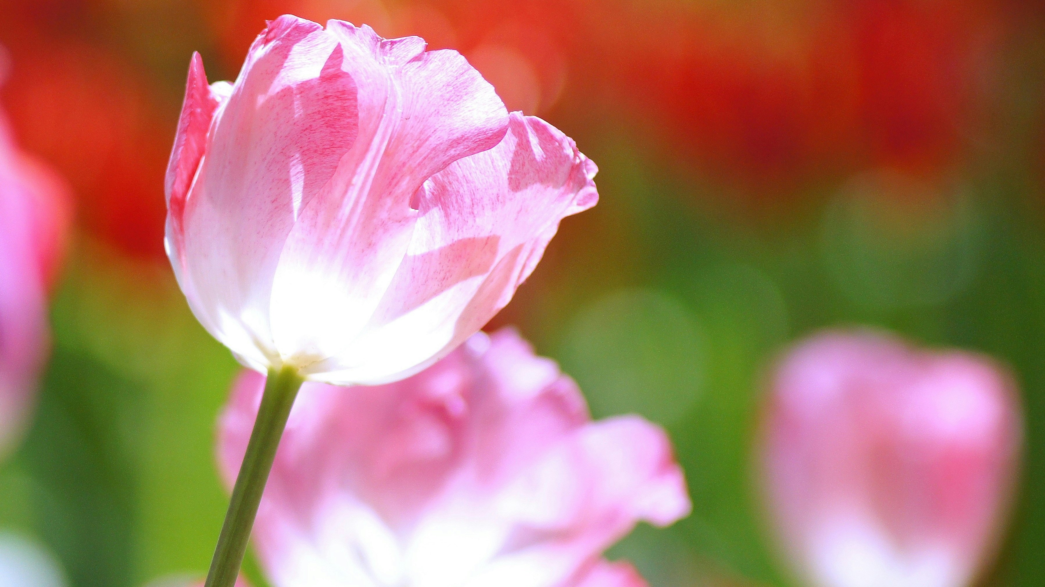 ピンクのチューリップの花と柔らかなボケ背景
