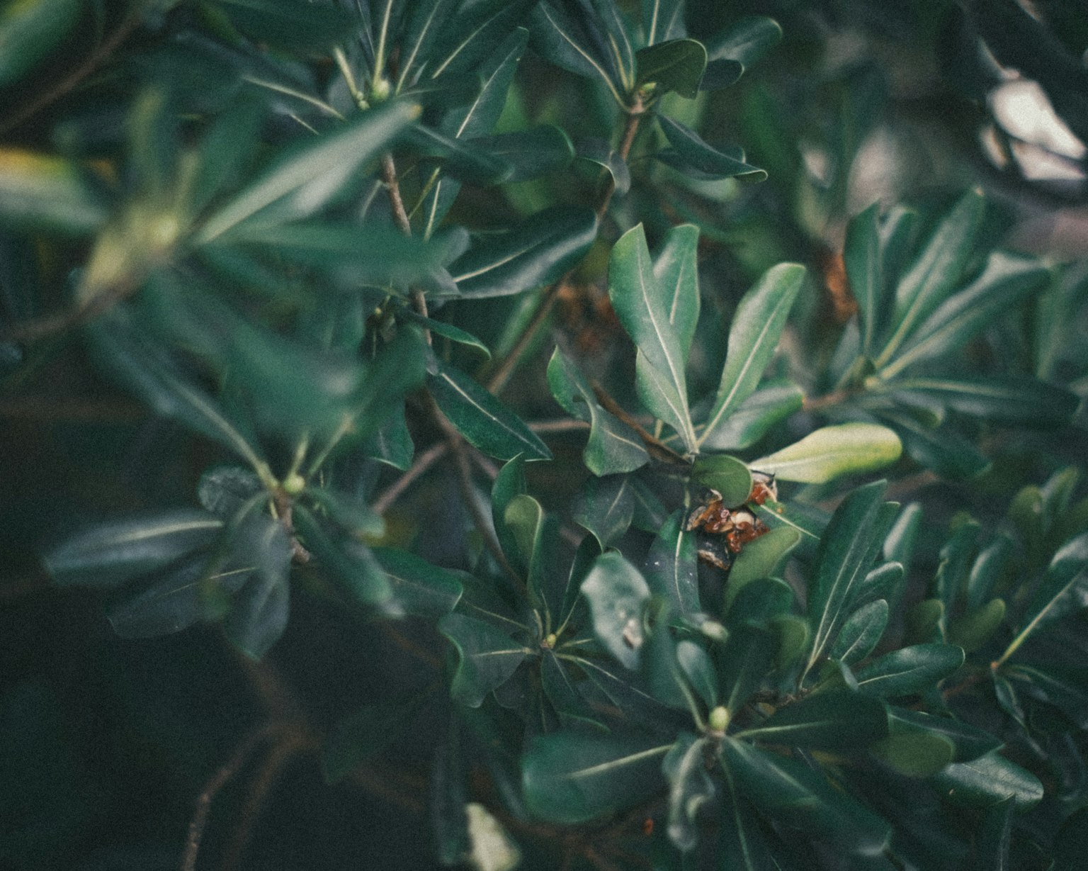 Foto close-up dari tanaman dengan daun hijau lebat