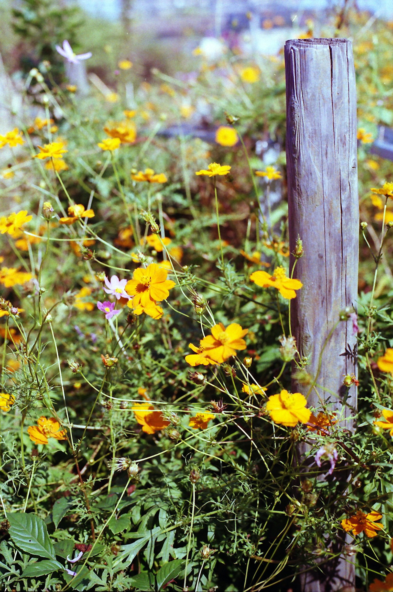 Flores coloridas en un jardín con un poste de madera
