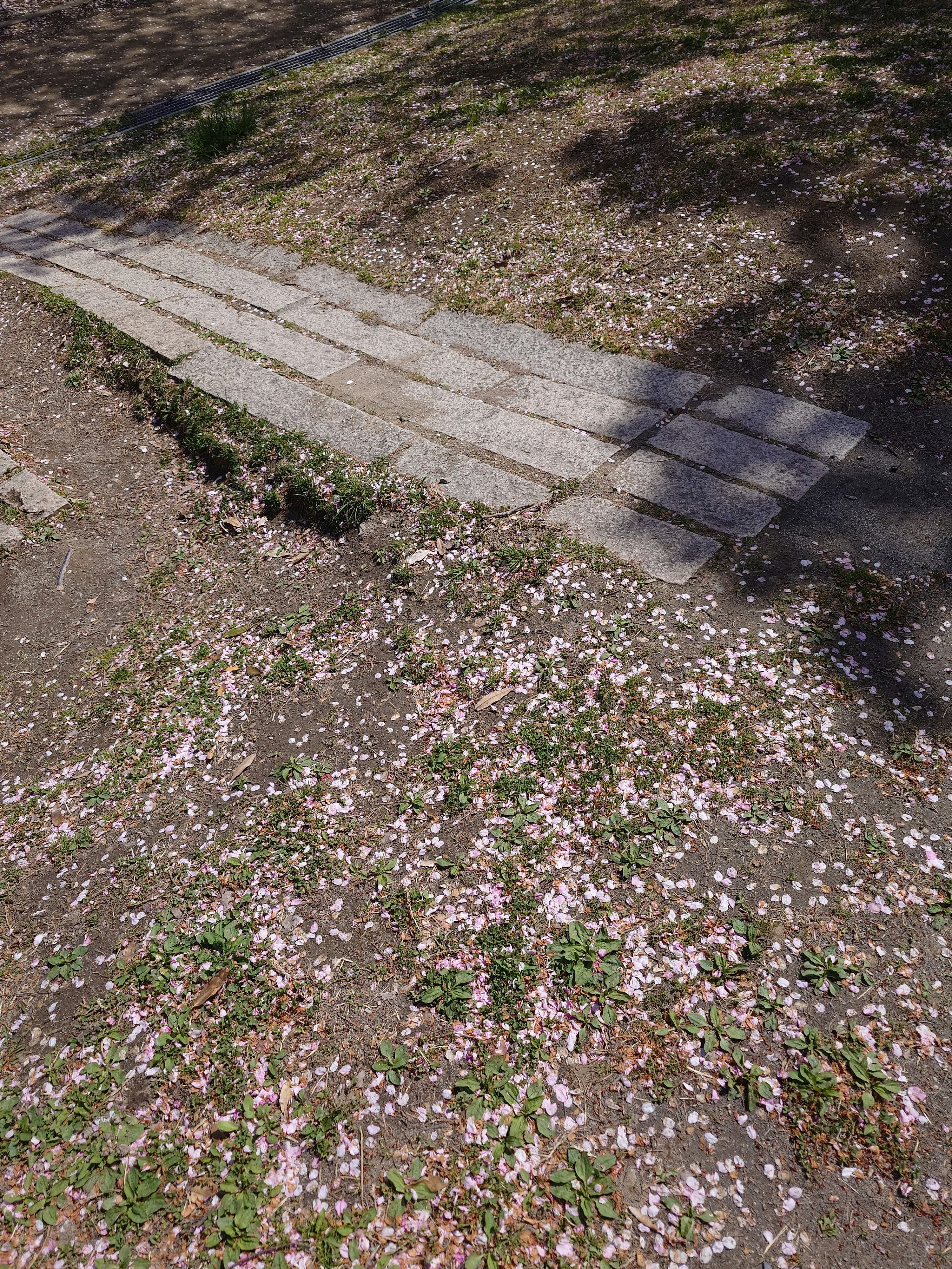 fiori lungo un sentiero su terreno umido dopo la pioggia
