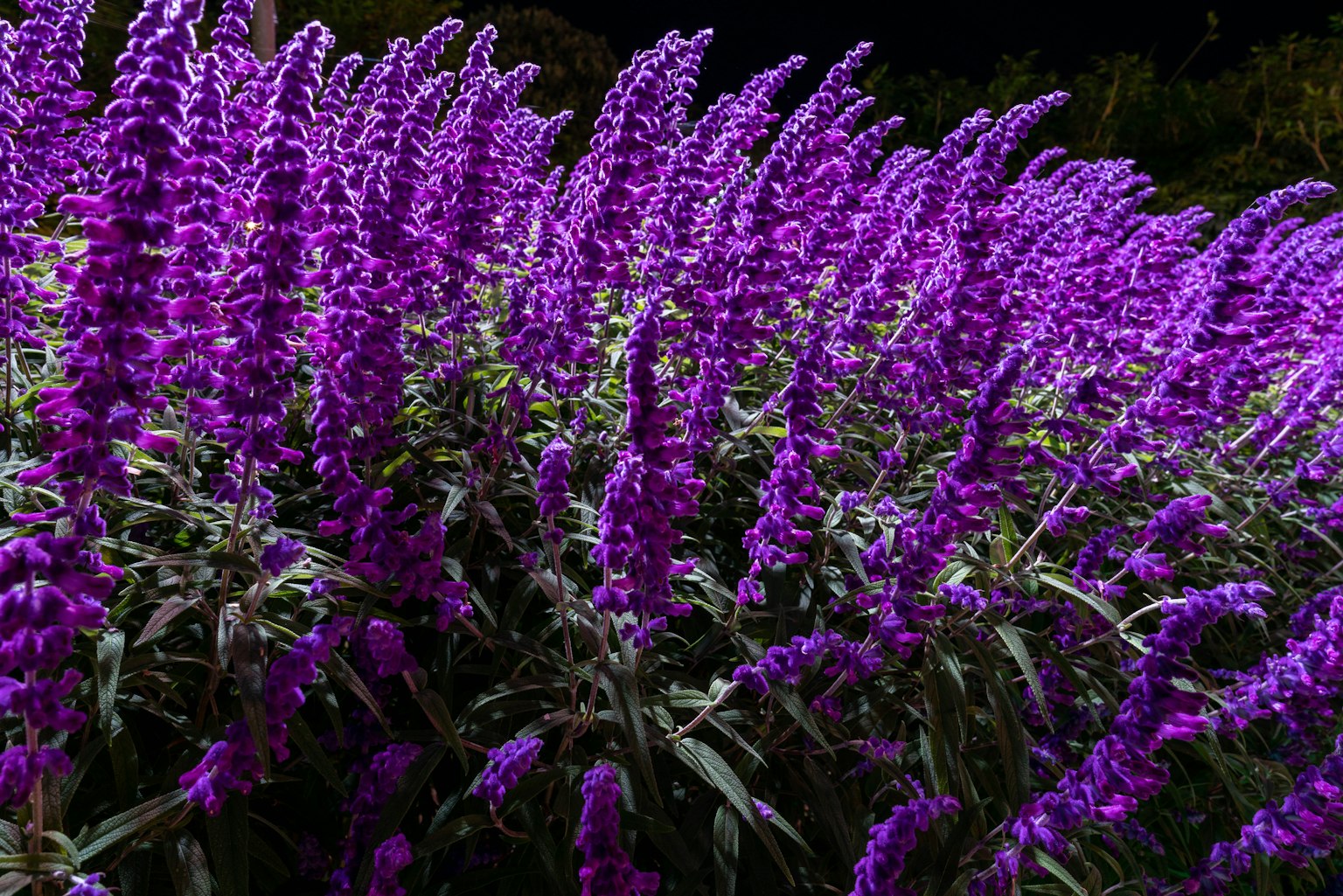 Fleurs violettes vibrantes dans un groupe dense