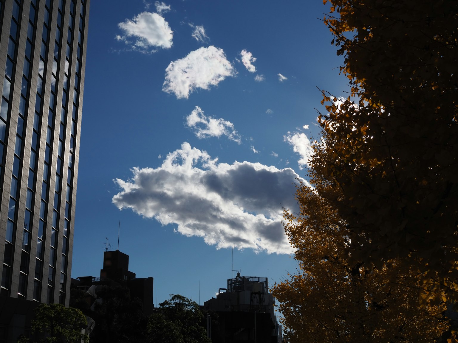 Silhouette di alberi autunnali contro un cielo blu con nuvole