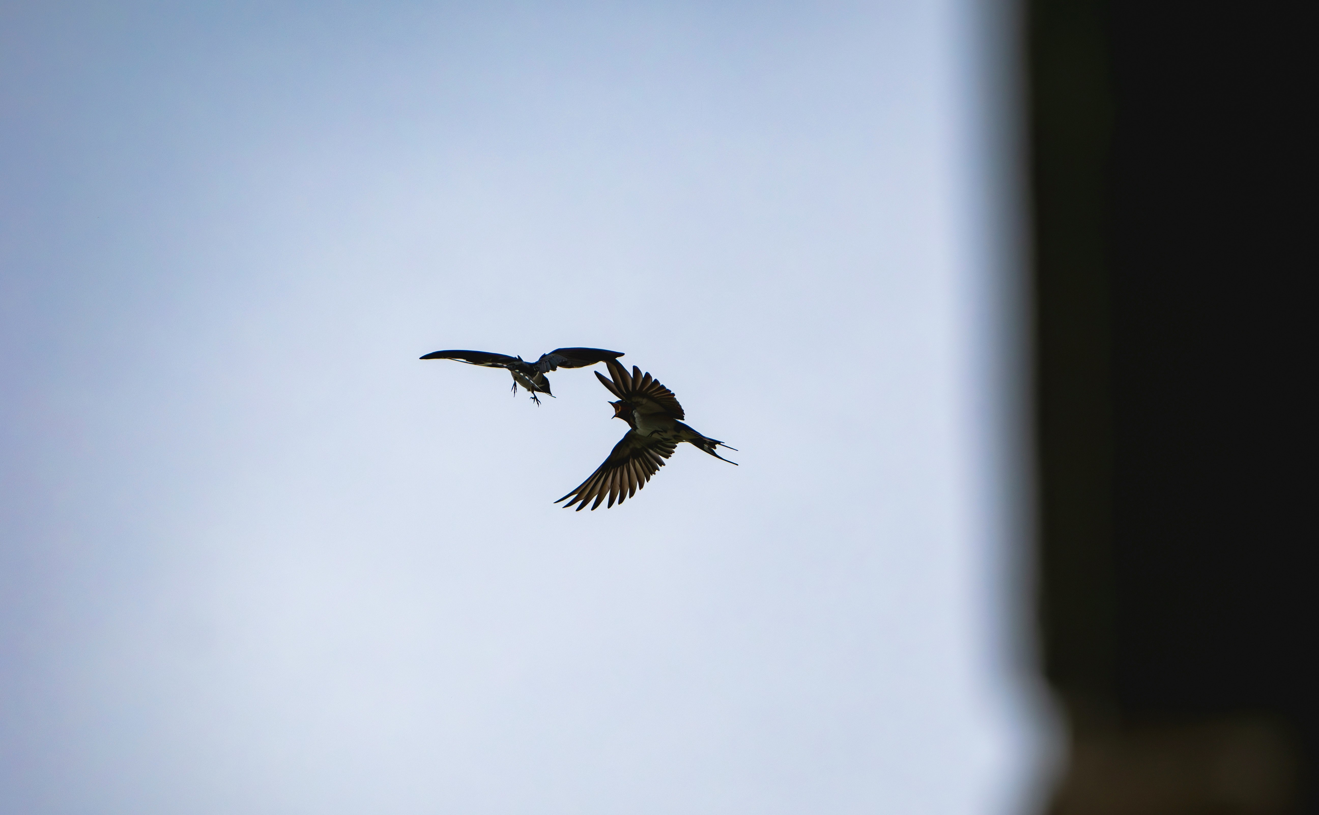 swallows flying under rainy-season skies