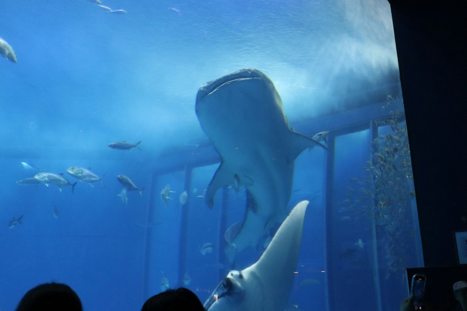 Whale shark swimming in an aquarium with other fish