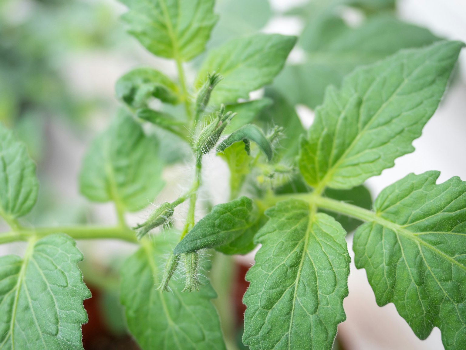 Close-up of vibrant tomato leaves showcasing fresh plant growth