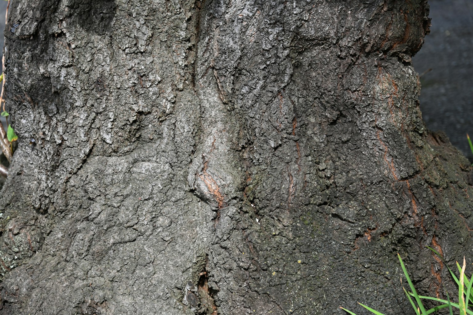 Texture e colorazione dettagliate di un tronco d'albero