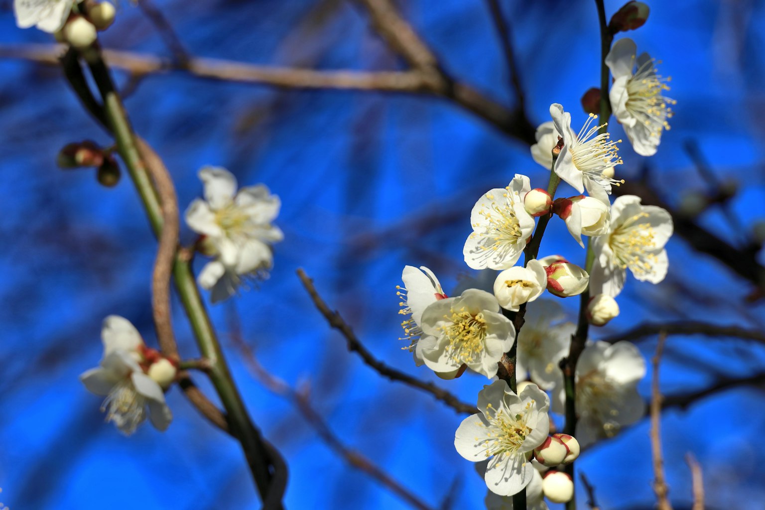 Weiße Pflaumenblüten an Zweigen vor blauem Himmel