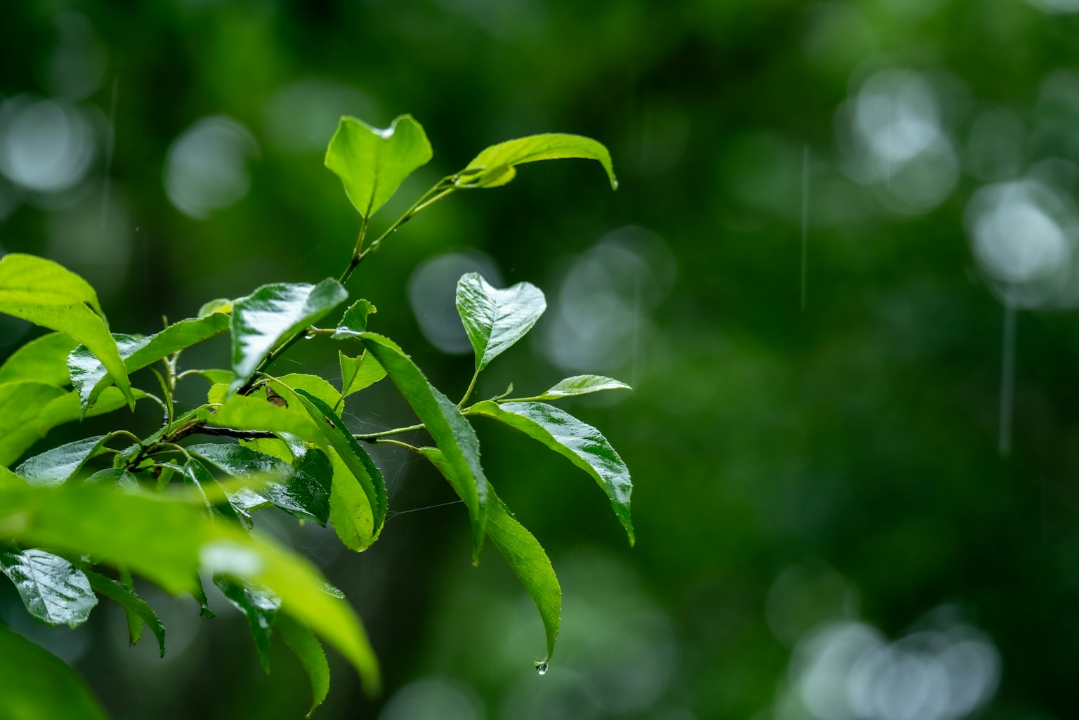 Image of green leaves wet from rain