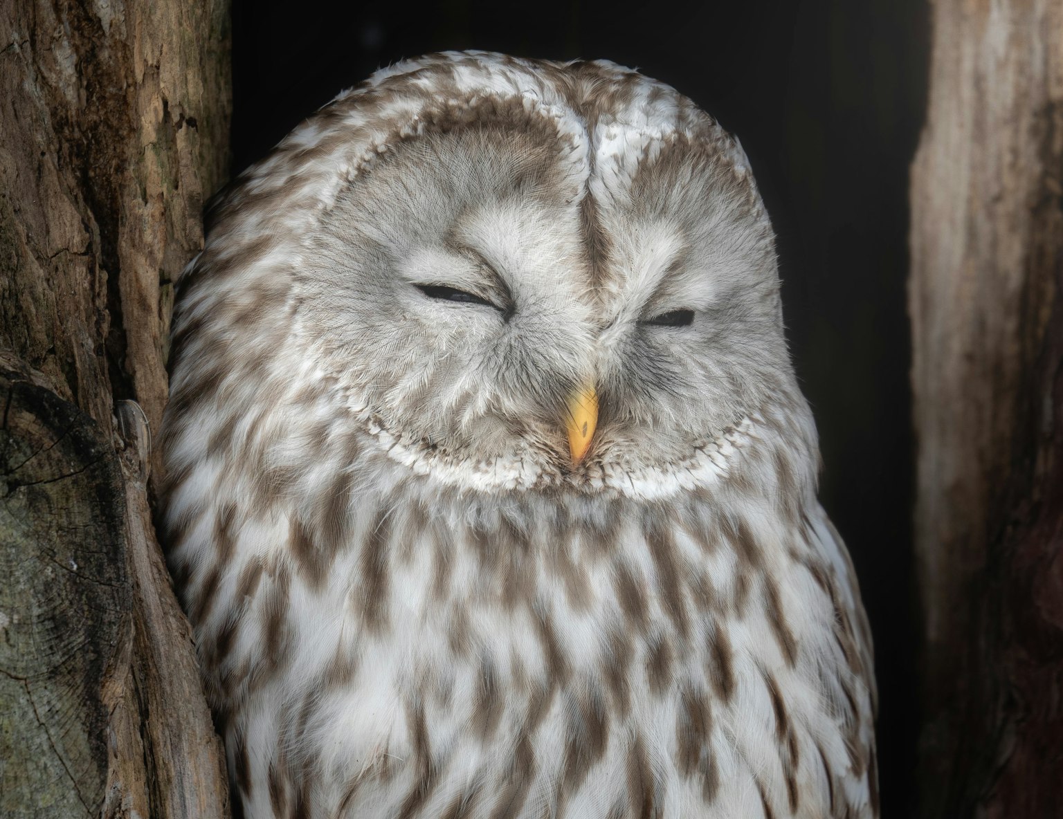 Acercamiento de un búho durmiendo con plumas esponjosas y un pico naranja
