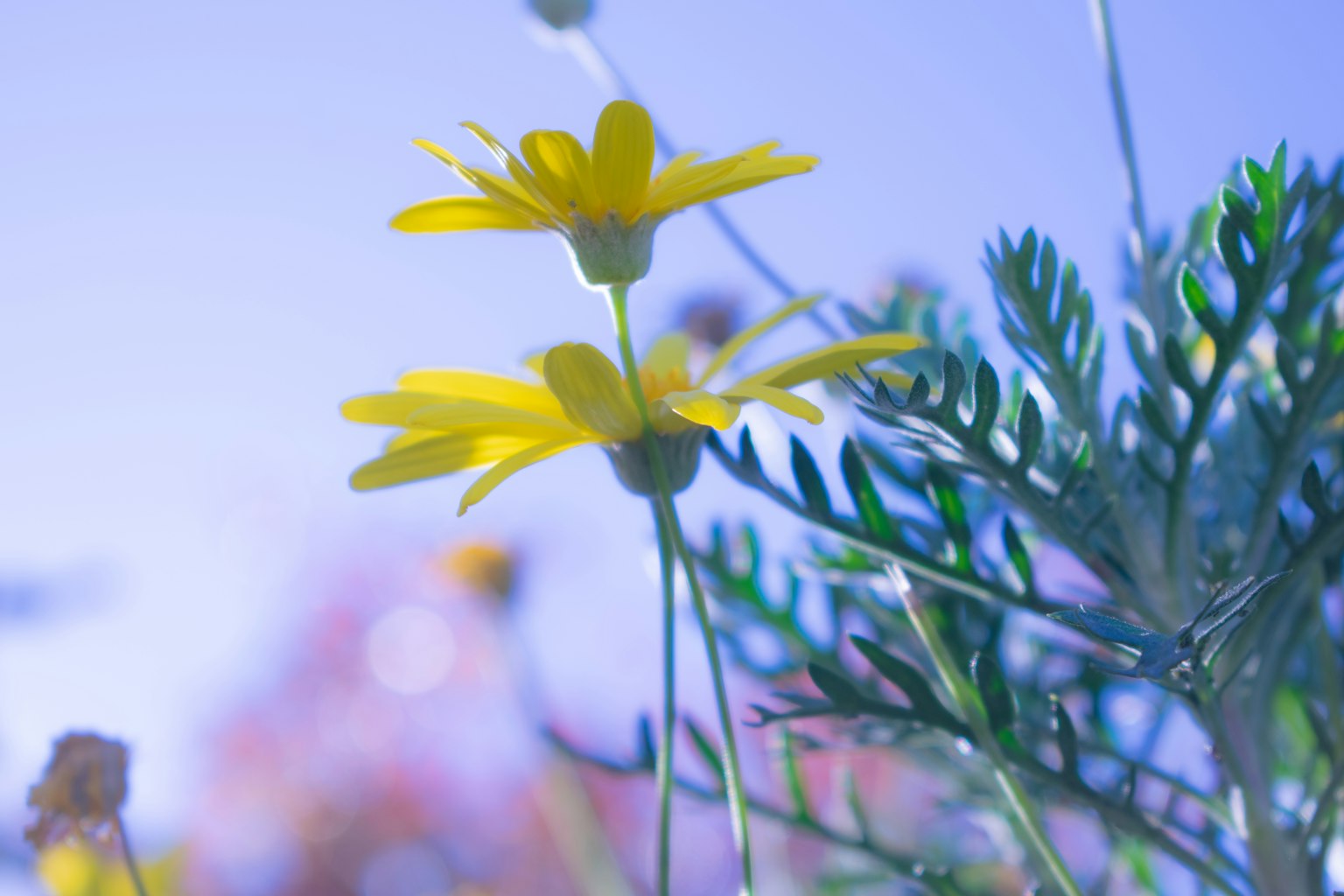 Yellow flowers blooming against a blue background with green leaves