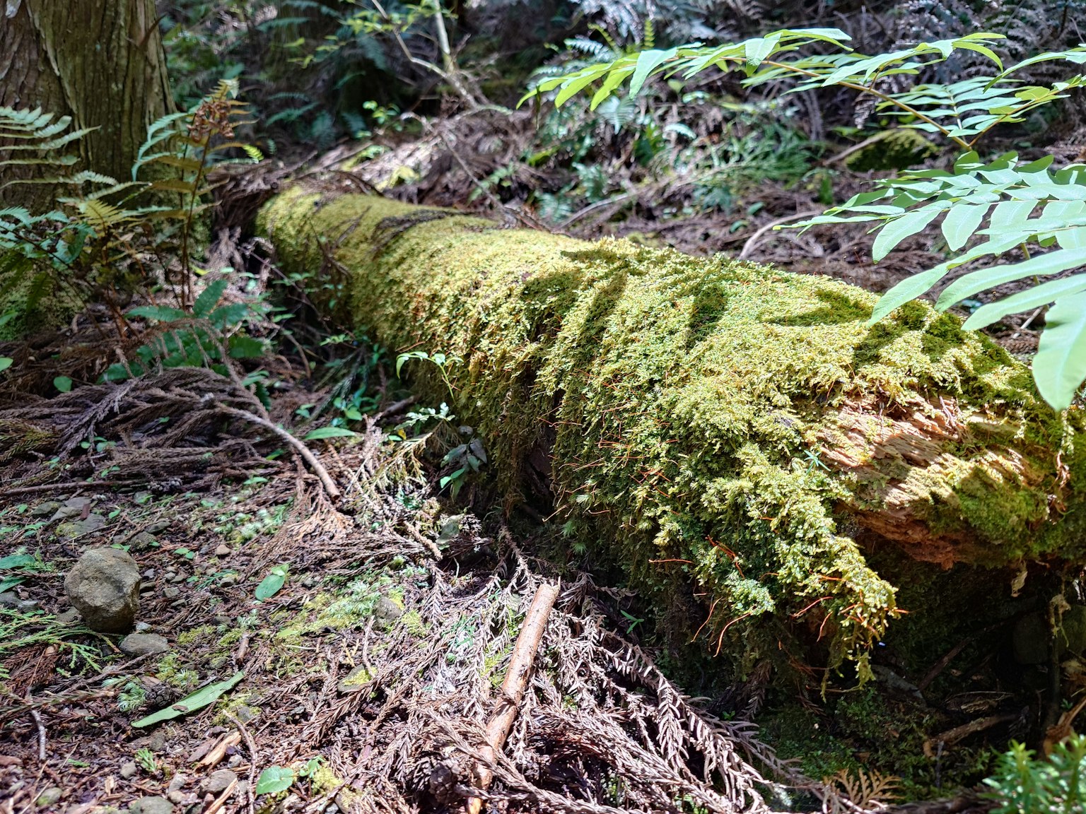 Un tronco caído cubierto de musgo verde en el bosque
