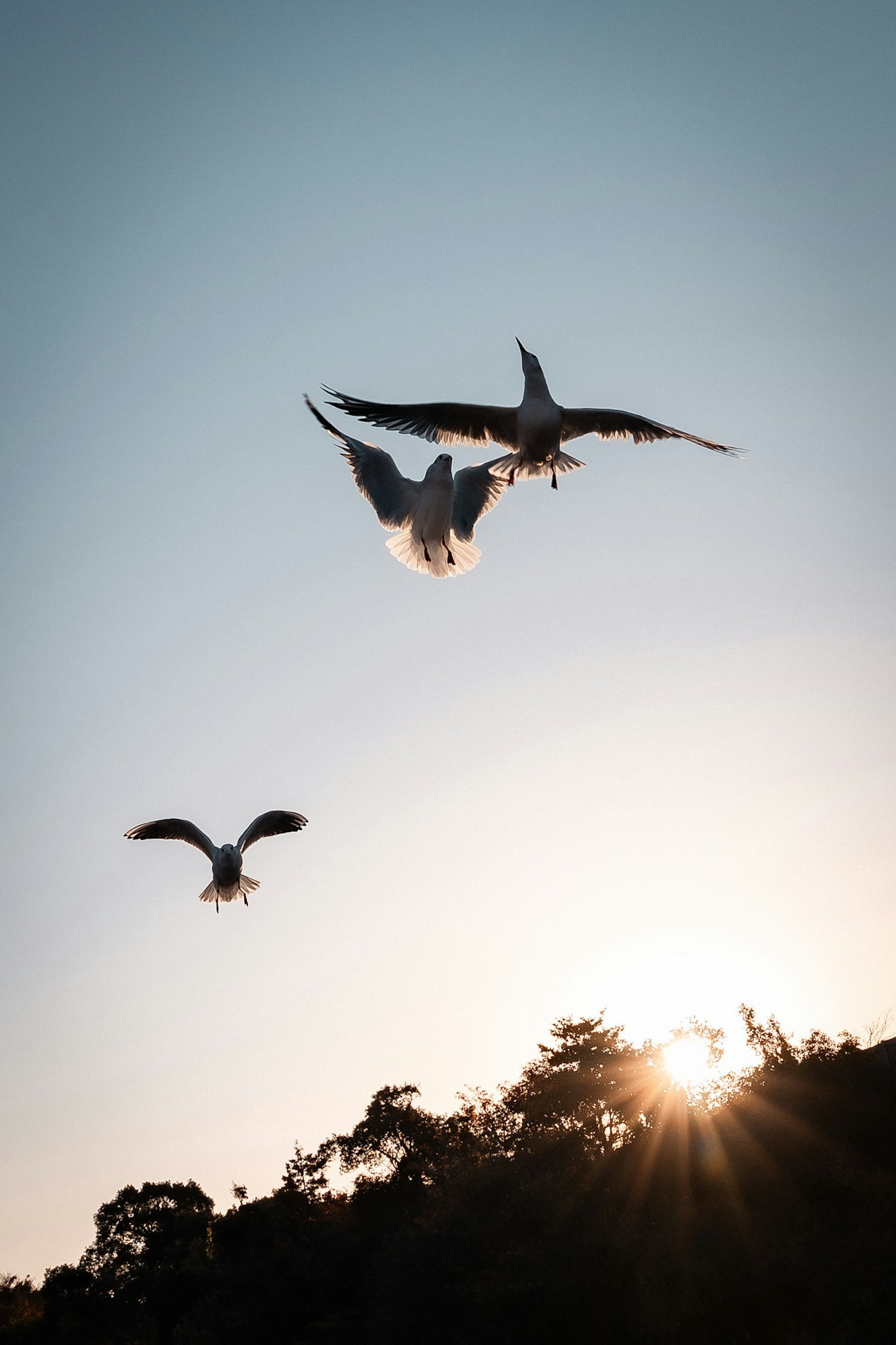 Ein Schwarm Vögel fliegt gegen den Sonnenuntergang