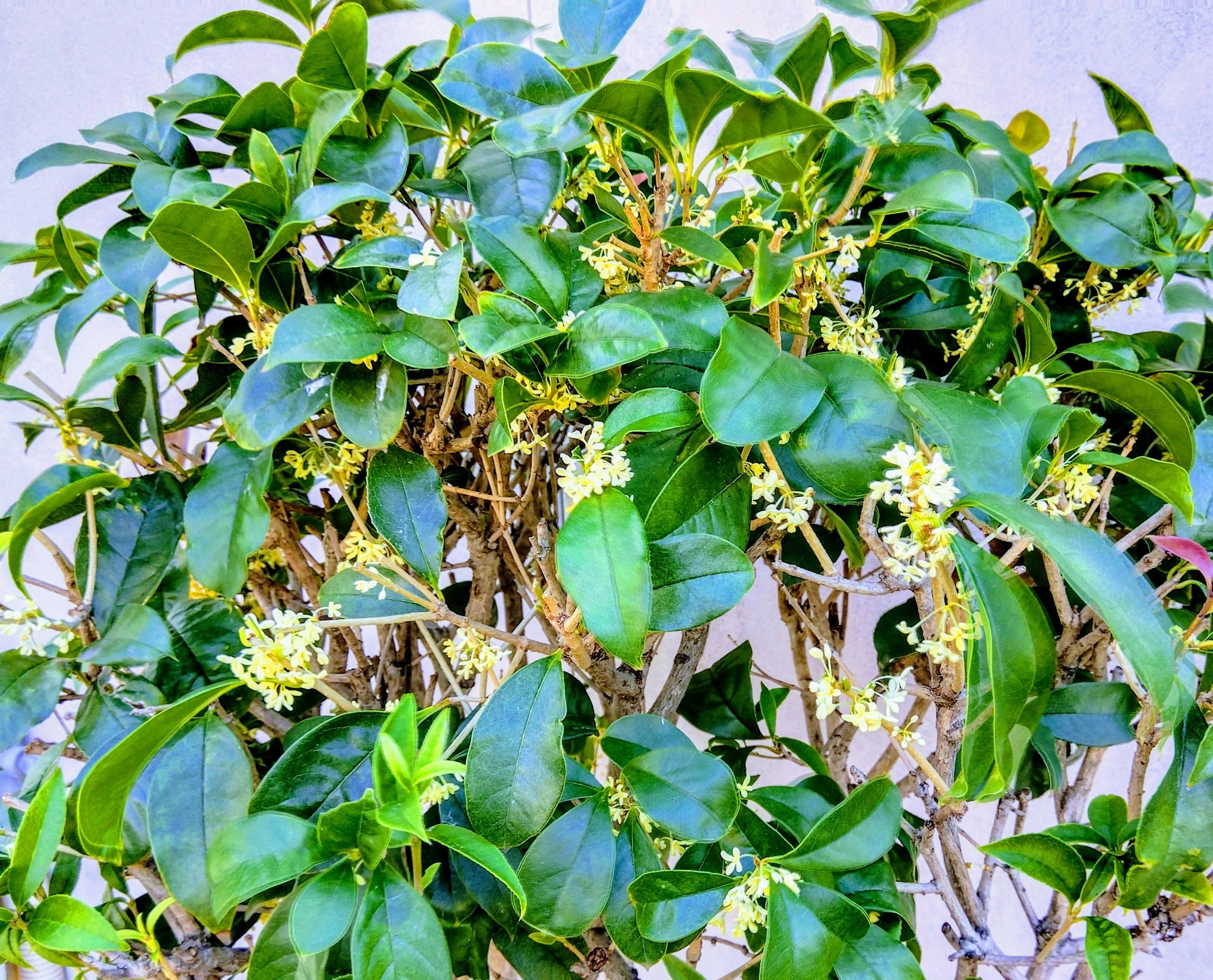 fiori bianchi e foglie verdi rigogliose su un ramo d’albero contro un cielo azzurro
