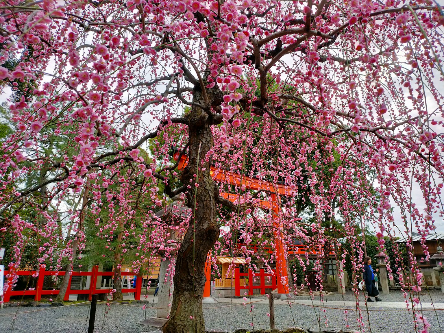 Cây anh đào nở hoa với hoa hồng và cổng torii ở phía sau
