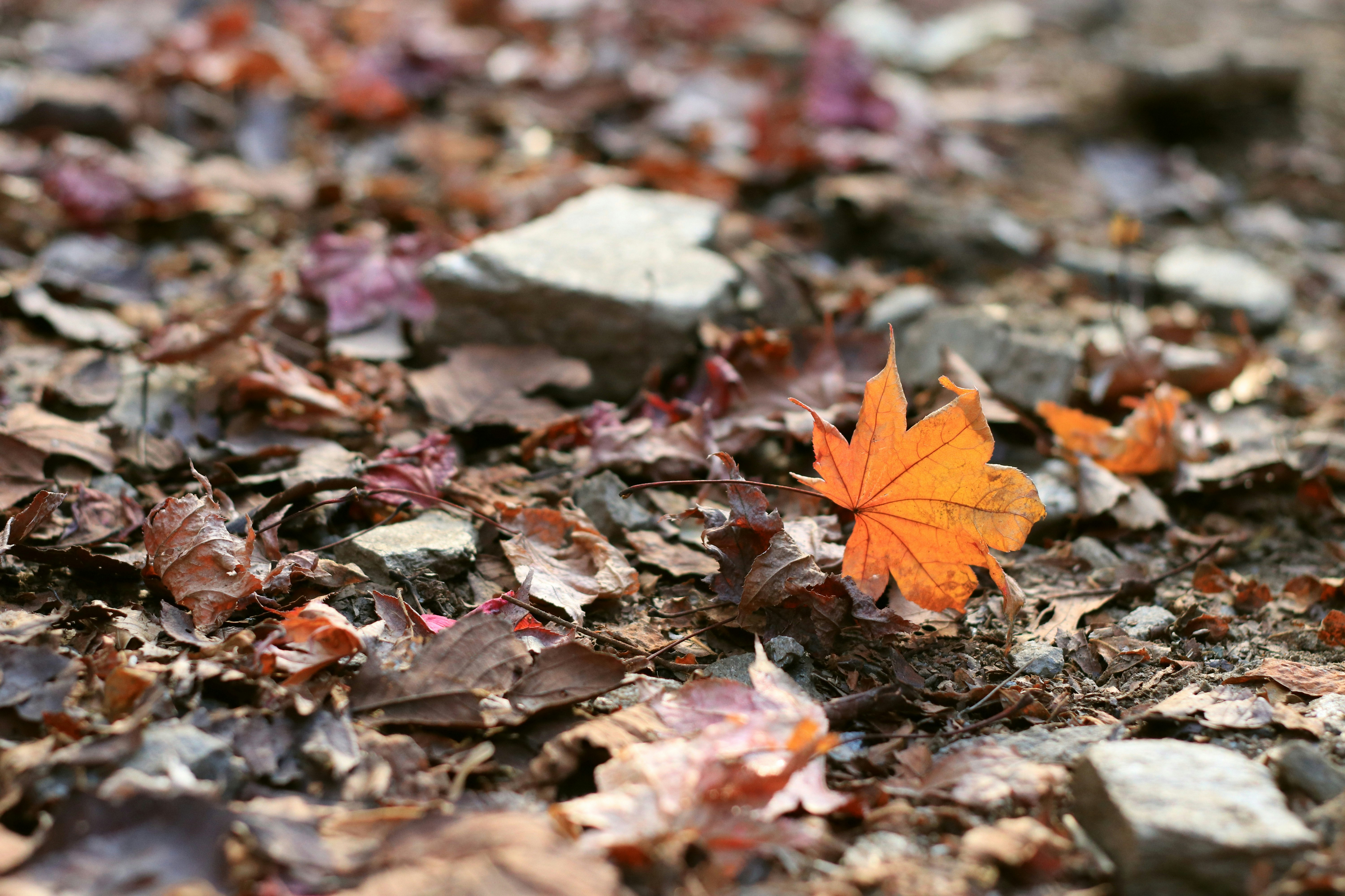 fallen autumn leaves scattered on the ground