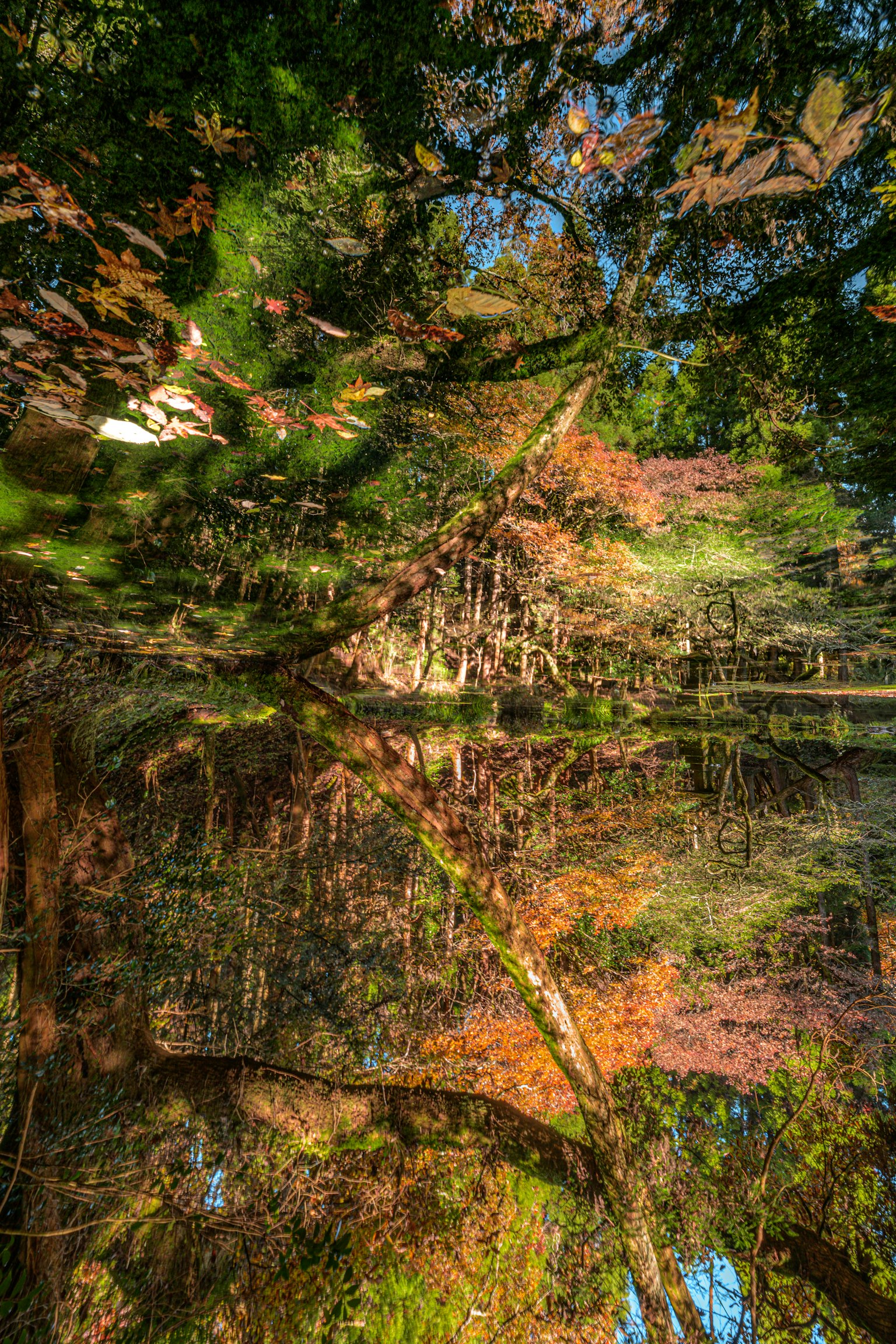 色とりどりの秋の葉が映る静かな池の風景