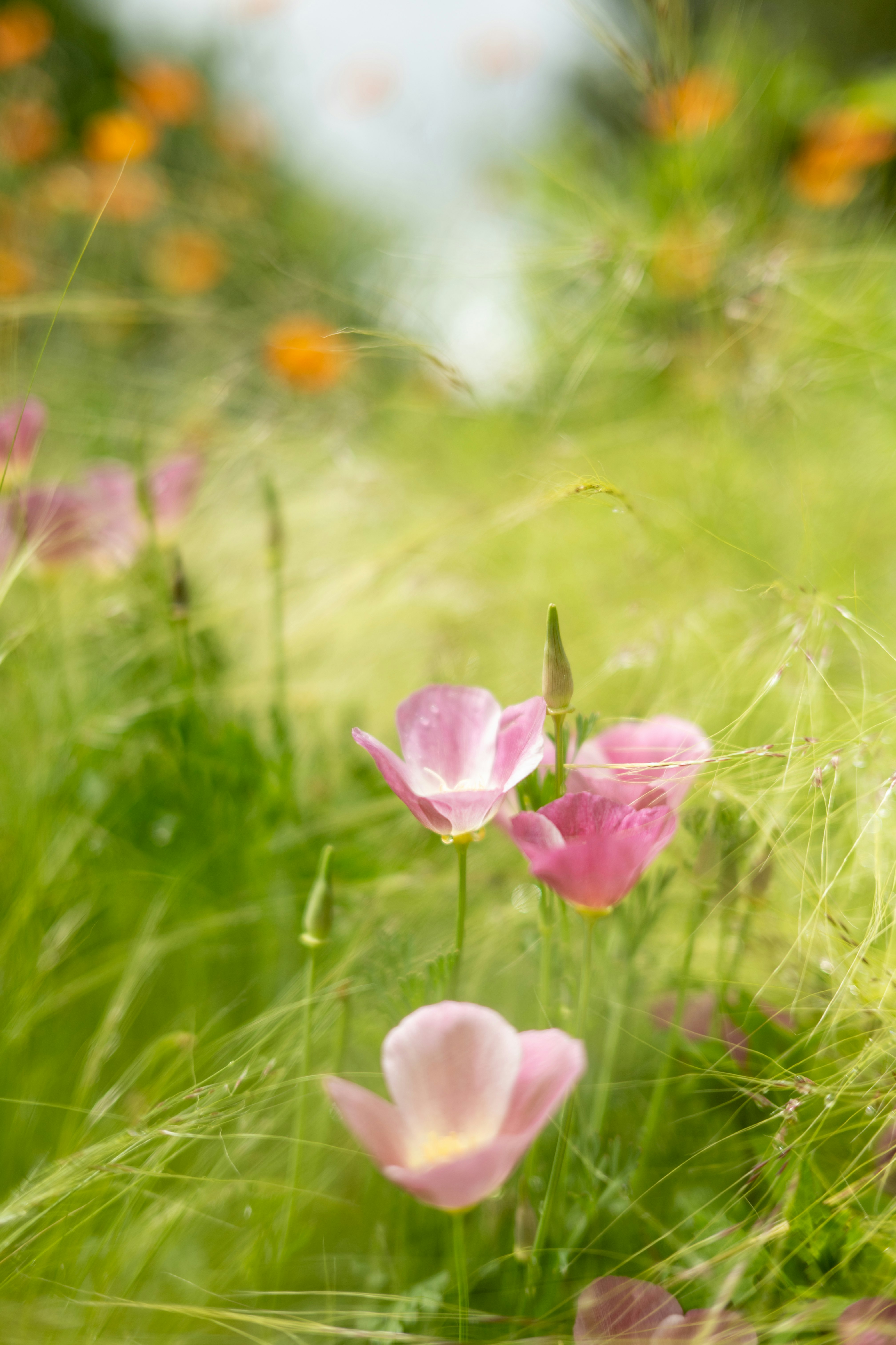草むらに咲くピンクの花のマクロ画像