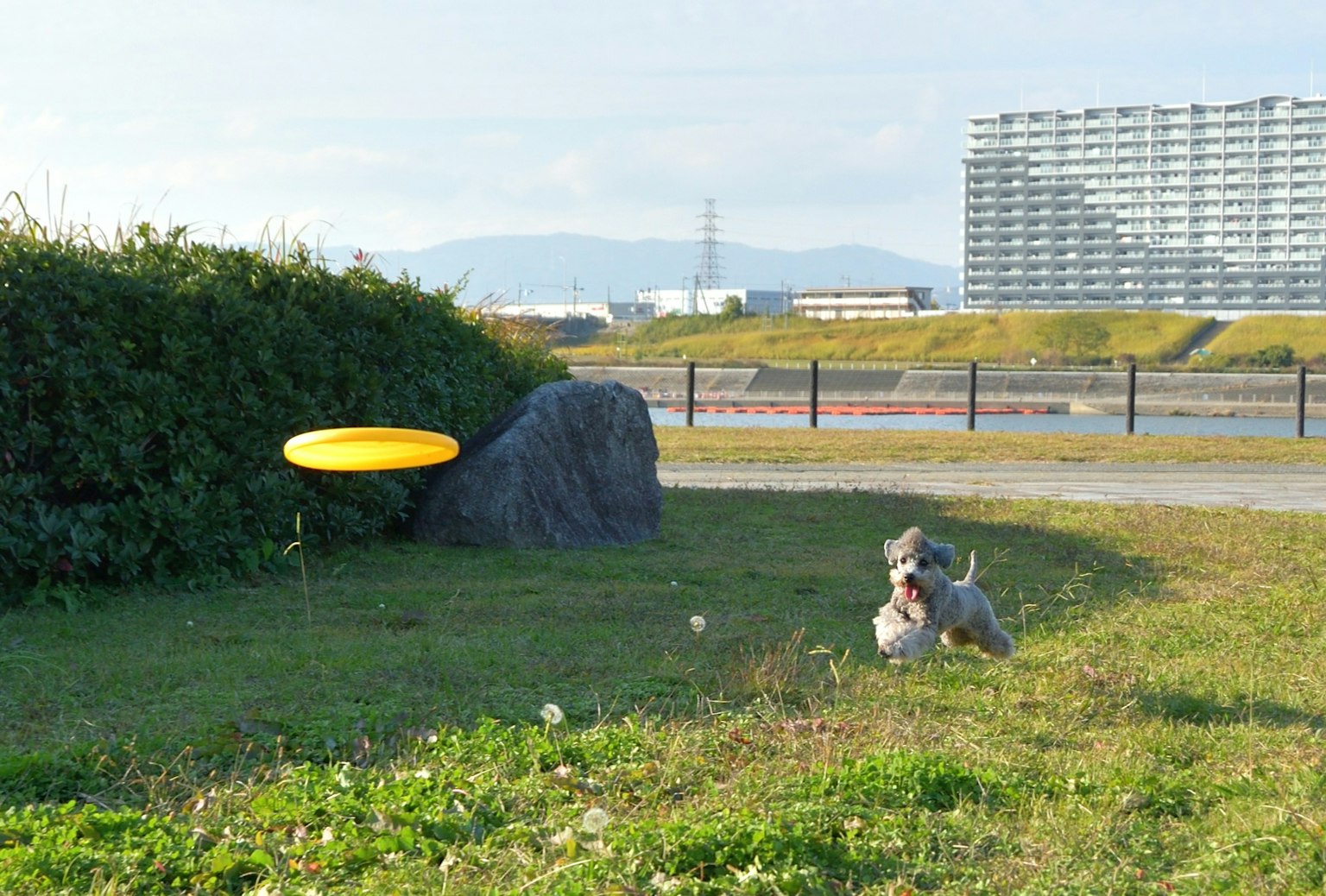 Un cane che insegue un frisbee in un'area erbosa vicino a una pietra