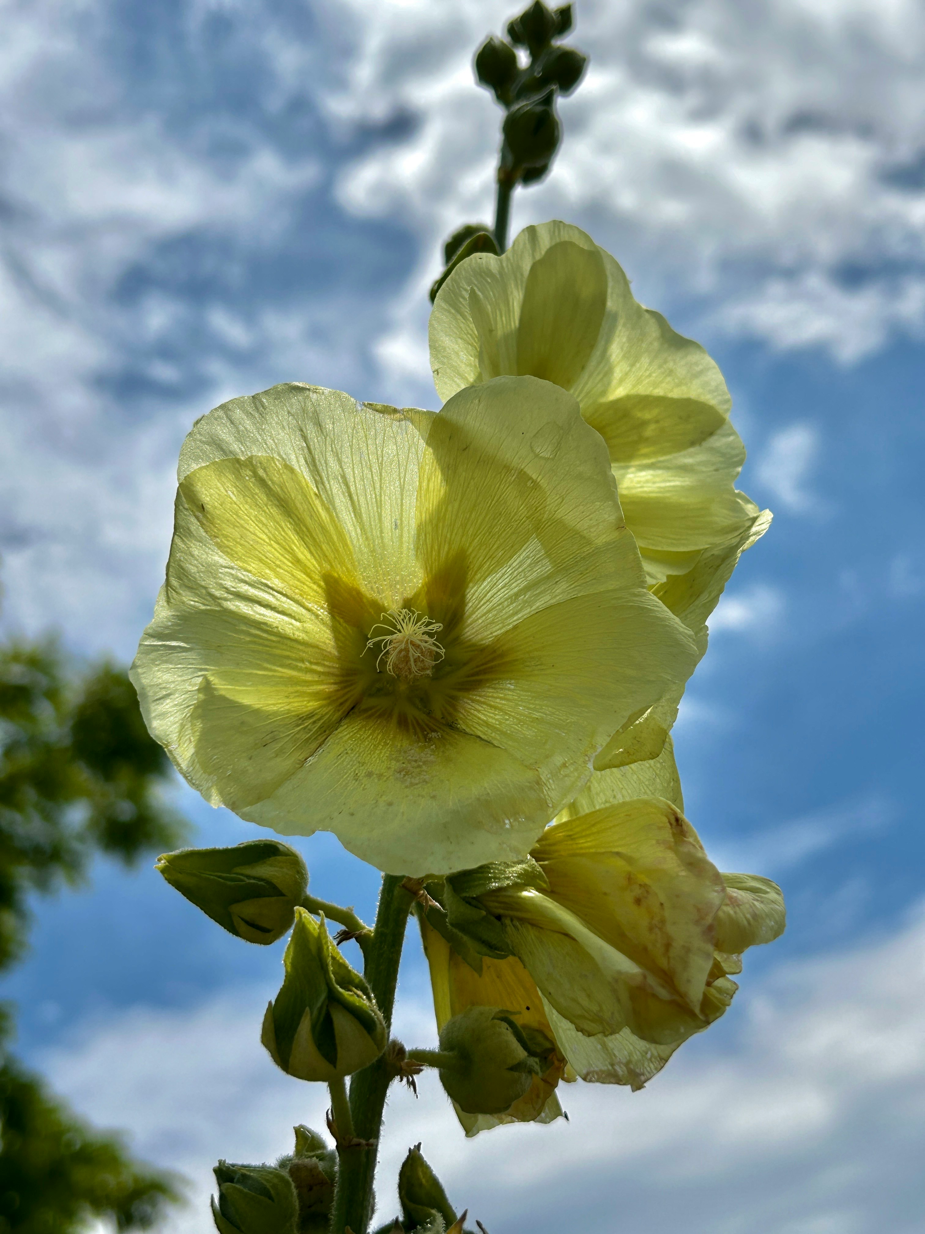 塔奇葵花朵与蓝天上的云