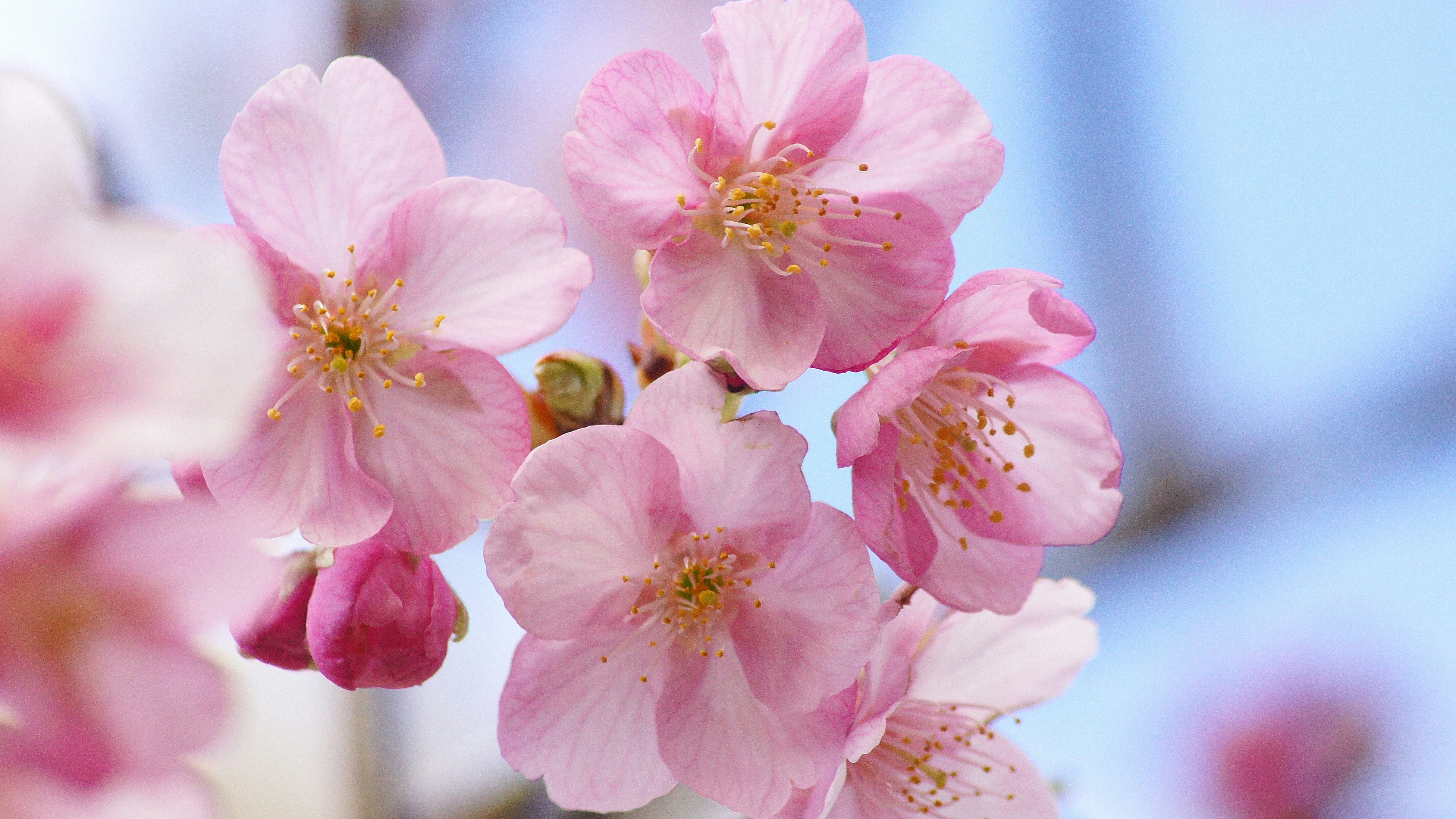 ピンクの桜の花が咲くクローズアップ