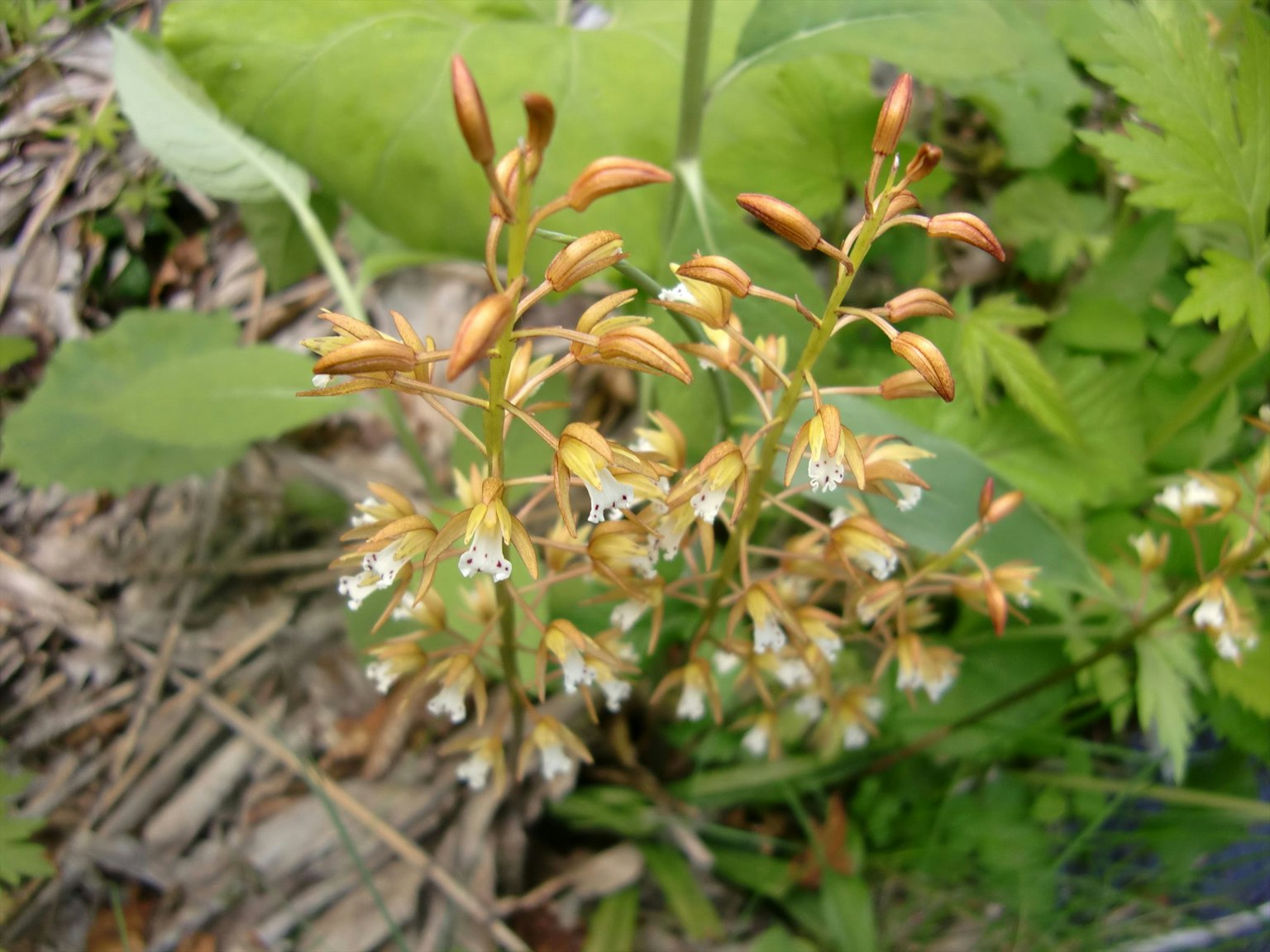 Planta silvestre con flores amarillas y hojas verdes