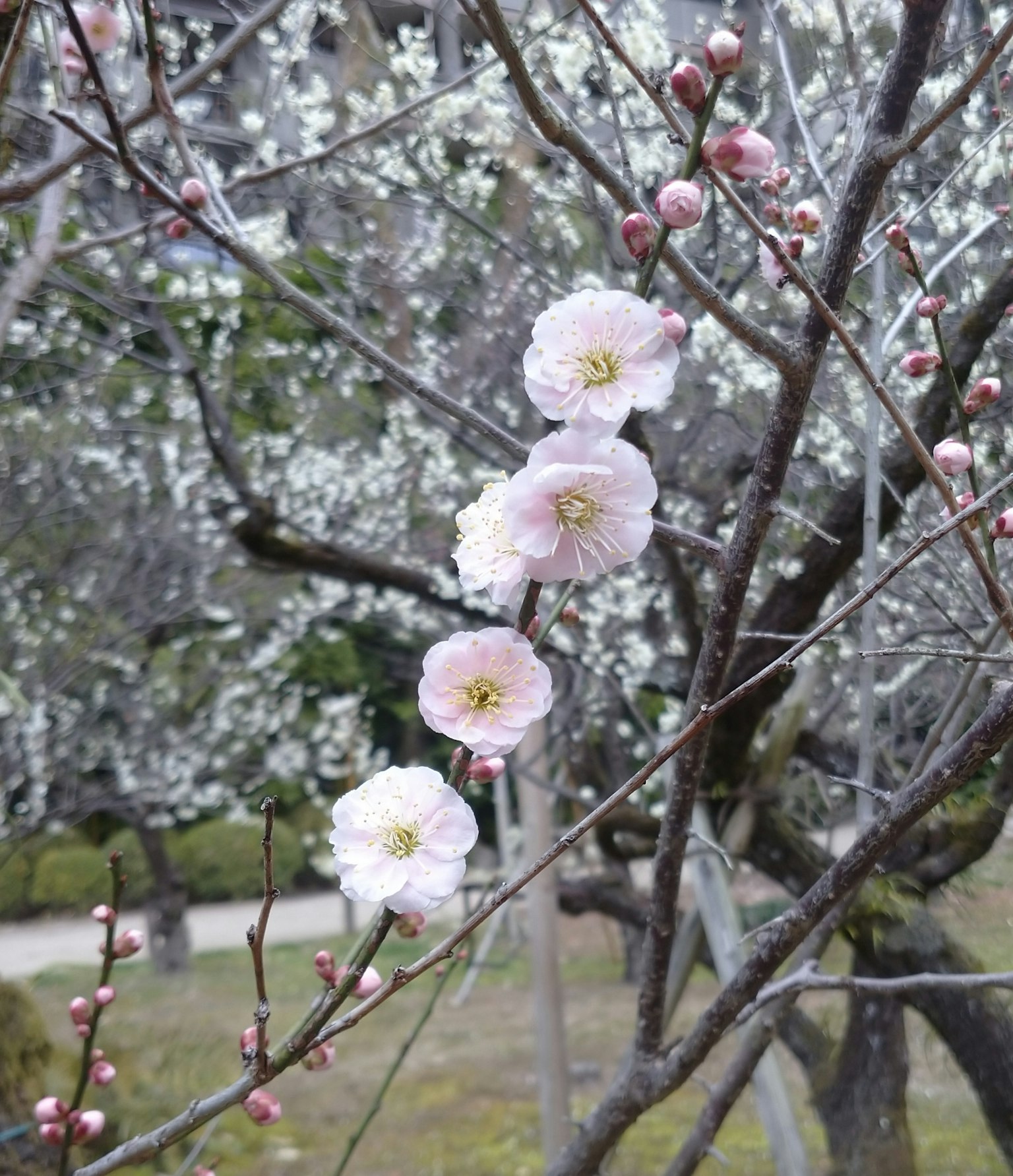 梅花的枝条上开着淡粉色的花,背景是白色花瓣