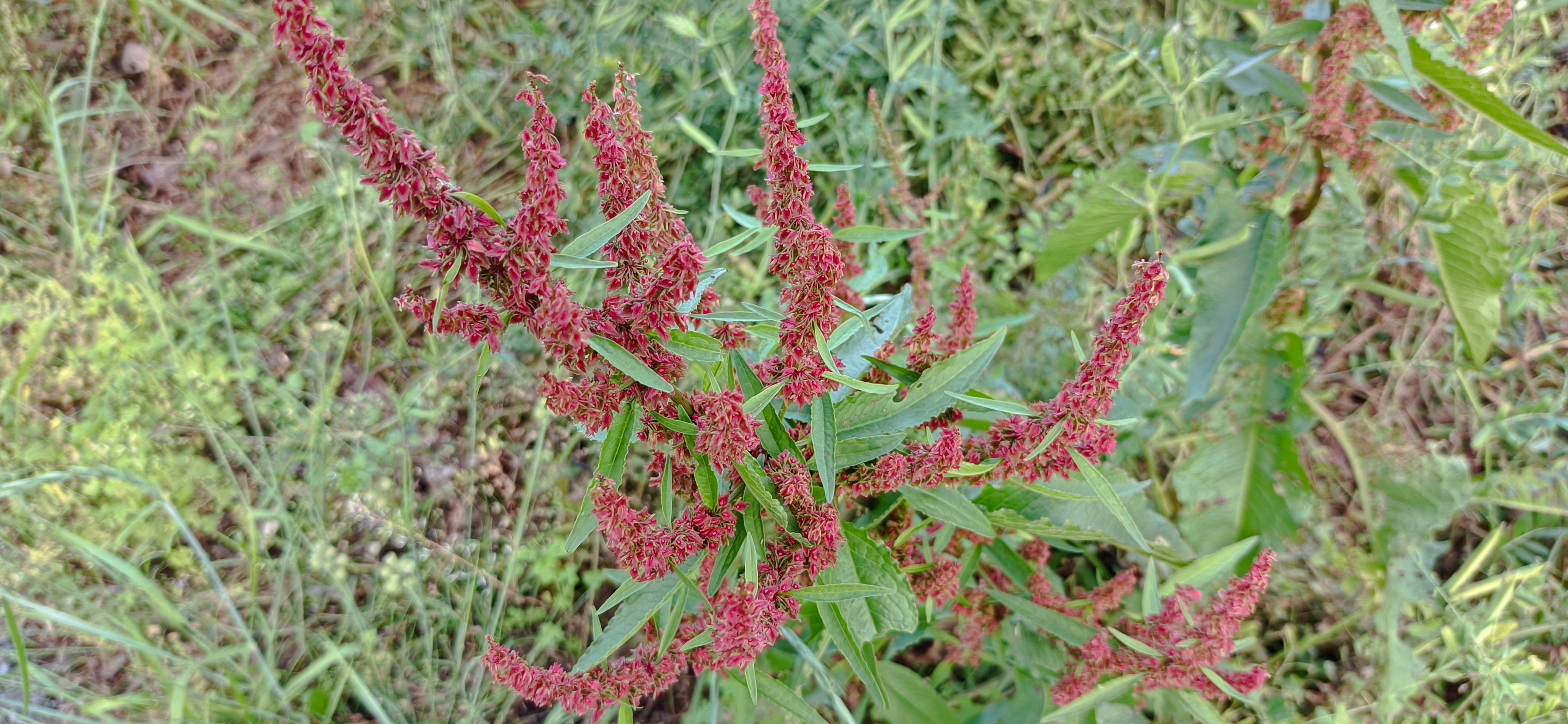 flowering dockweed (Rumex) in a grassy patch