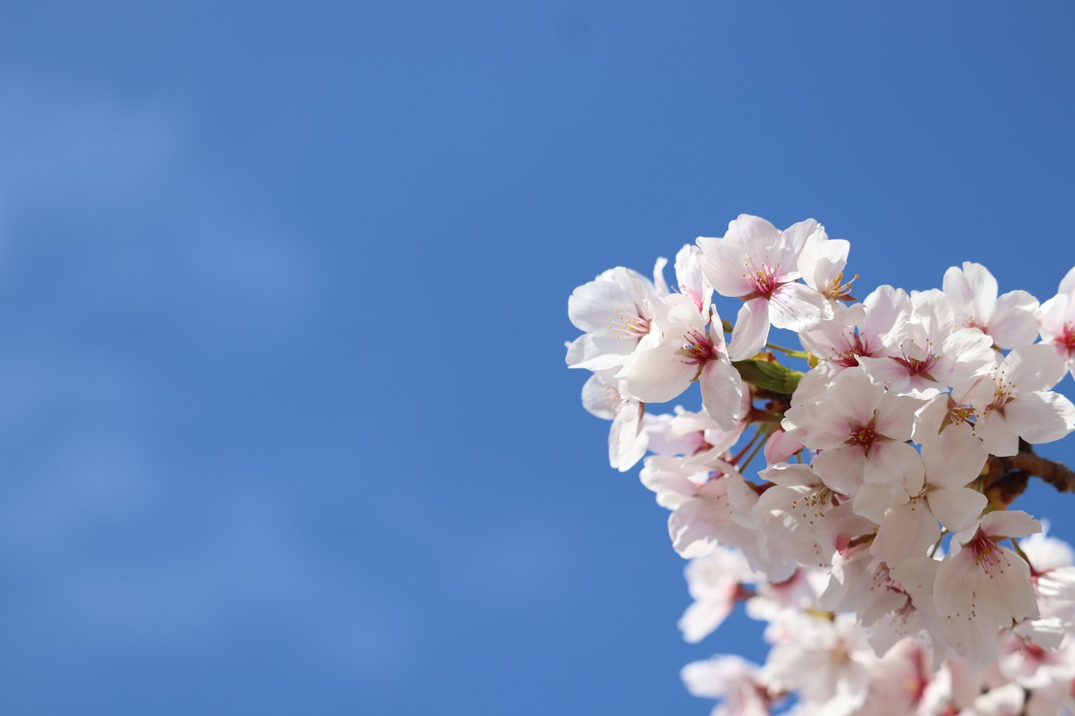 Close-up of cherry blossoms against a blue sky