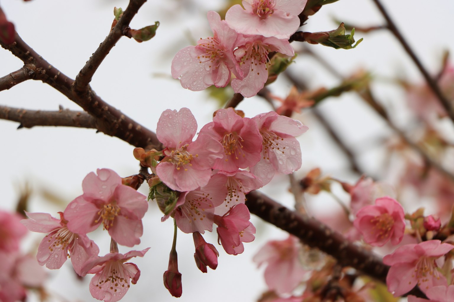 Kedekatan bunga sakura di cabang