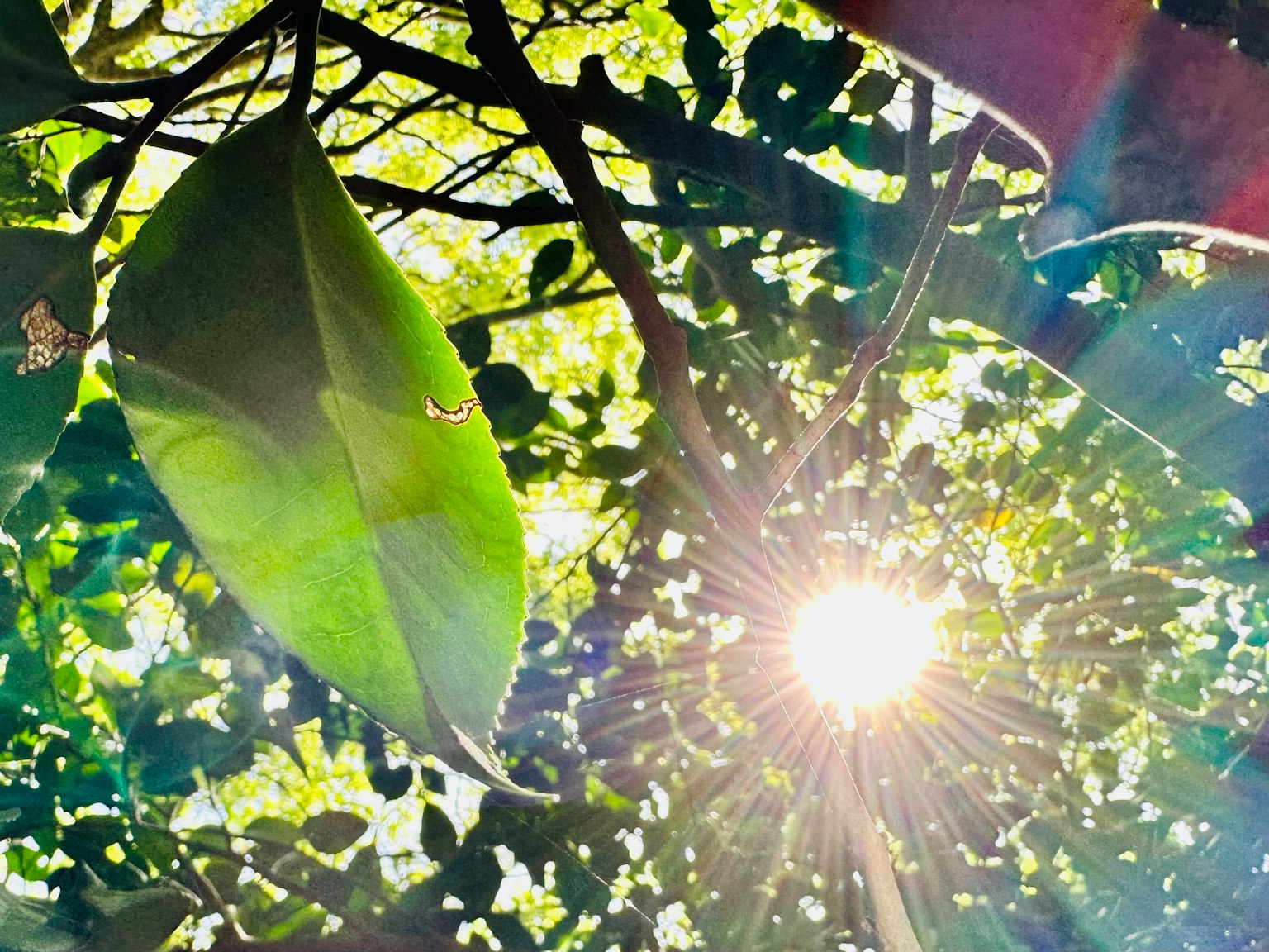 Foto, die Sonnenlicht zeigt, das durch Blätter filtert grünes Laub und helle Sonnenstrahlen
