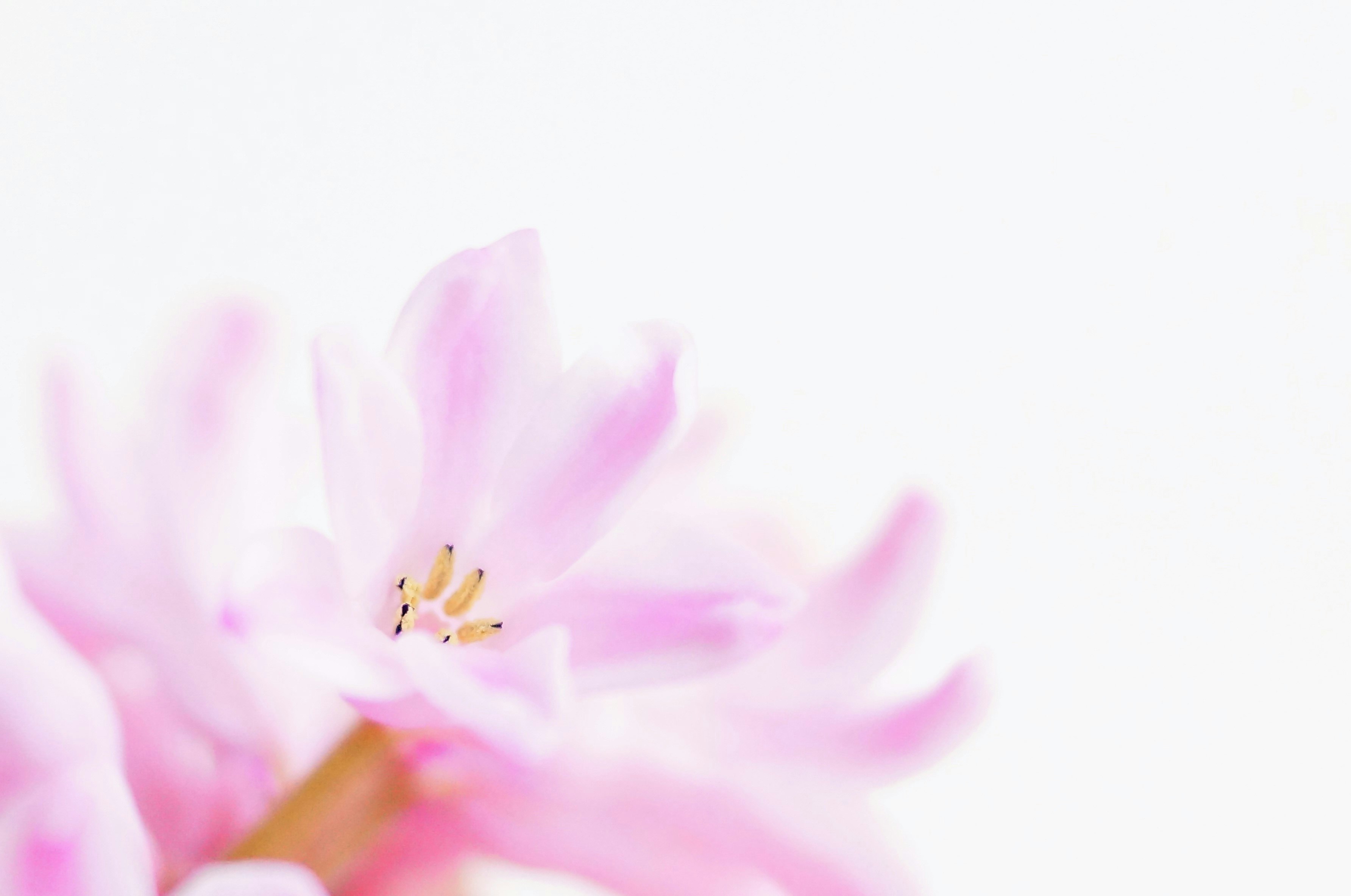 ピンクの花びらがふんわり広がる花のクローズアップ