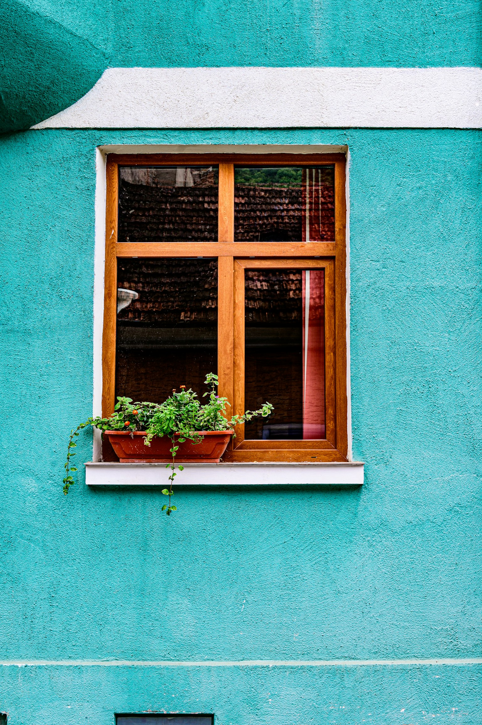 Vibrant teal wall with a wooden window featuring a potted plant on the sill
